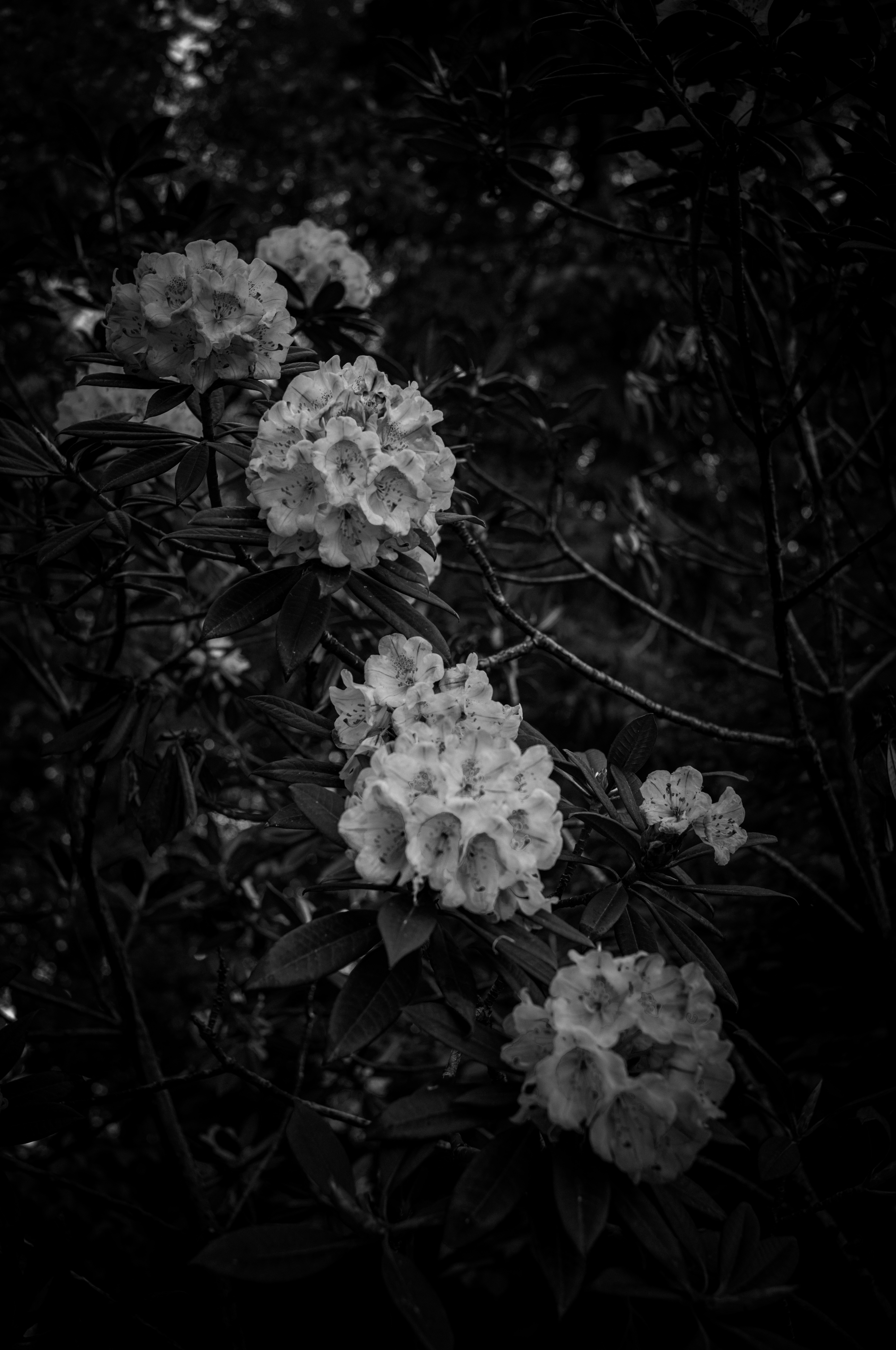 Bunga rhododendron putih mekar di dedaunan gelap.