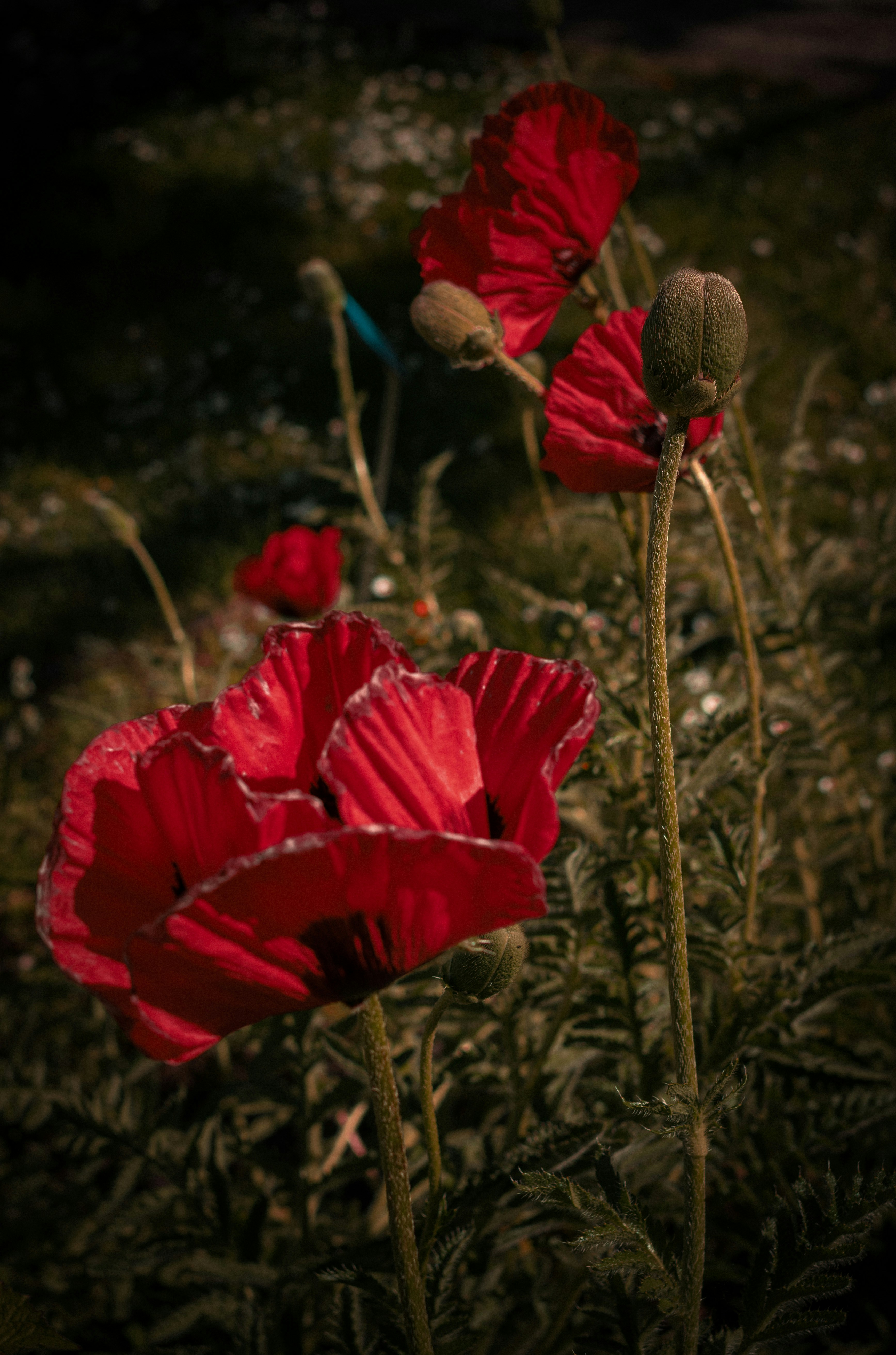 Beberapa bunga poppy merah cerah mekar di taman yang gelap.