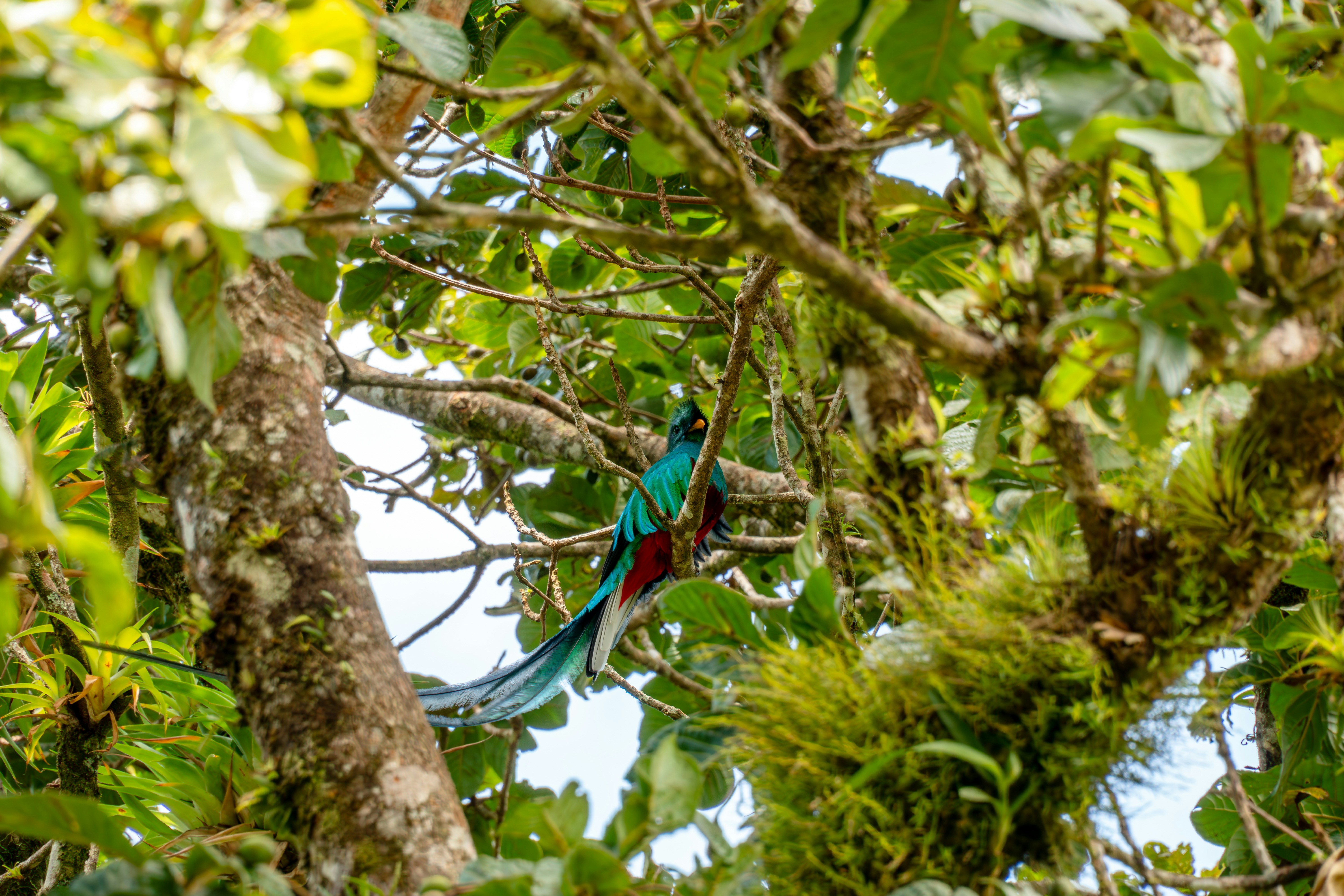 Ein prächtiger Quetzal, der auf einem moosigen Ast thronte.