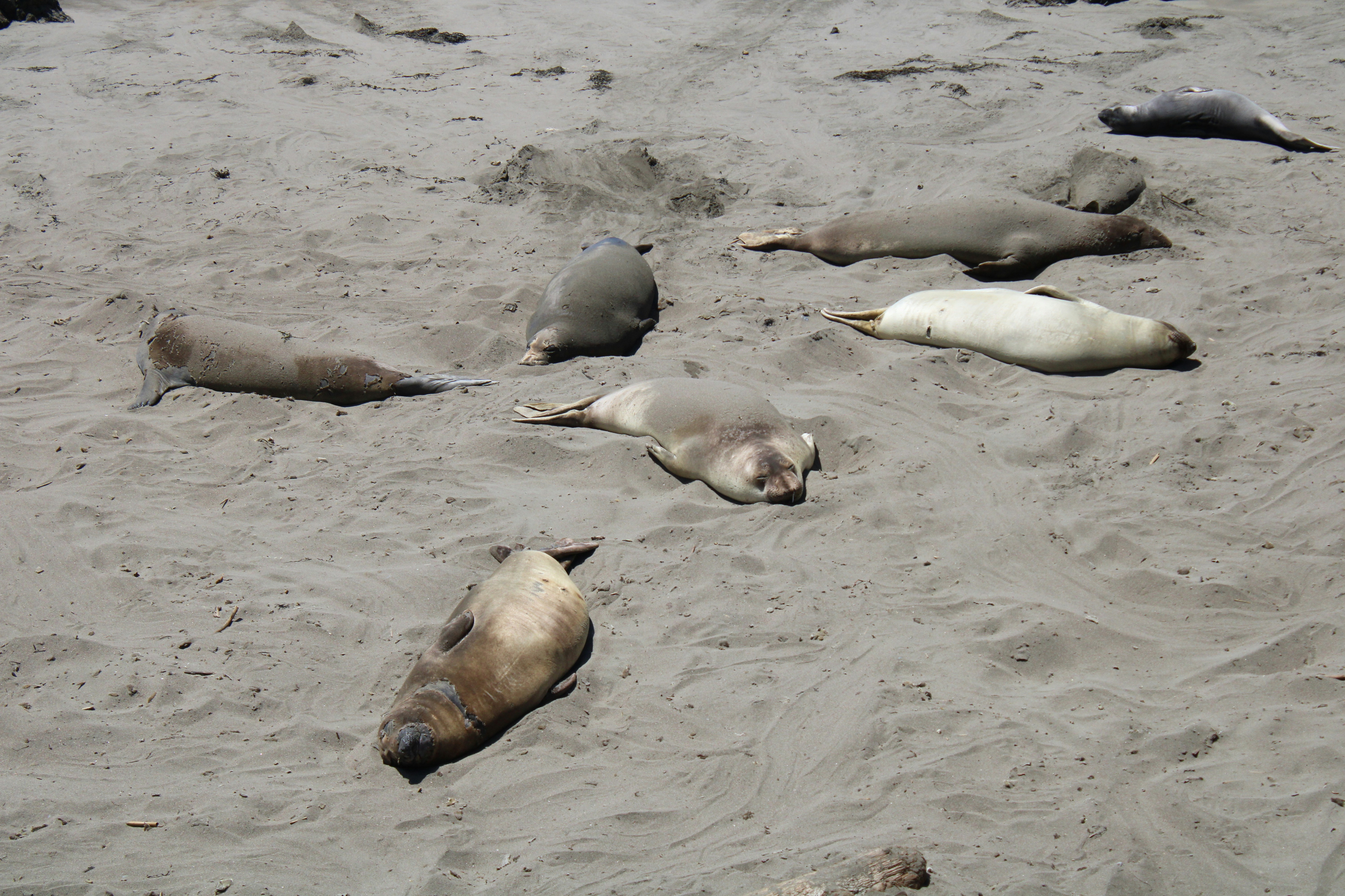 Several seals resting on a sandy beach.