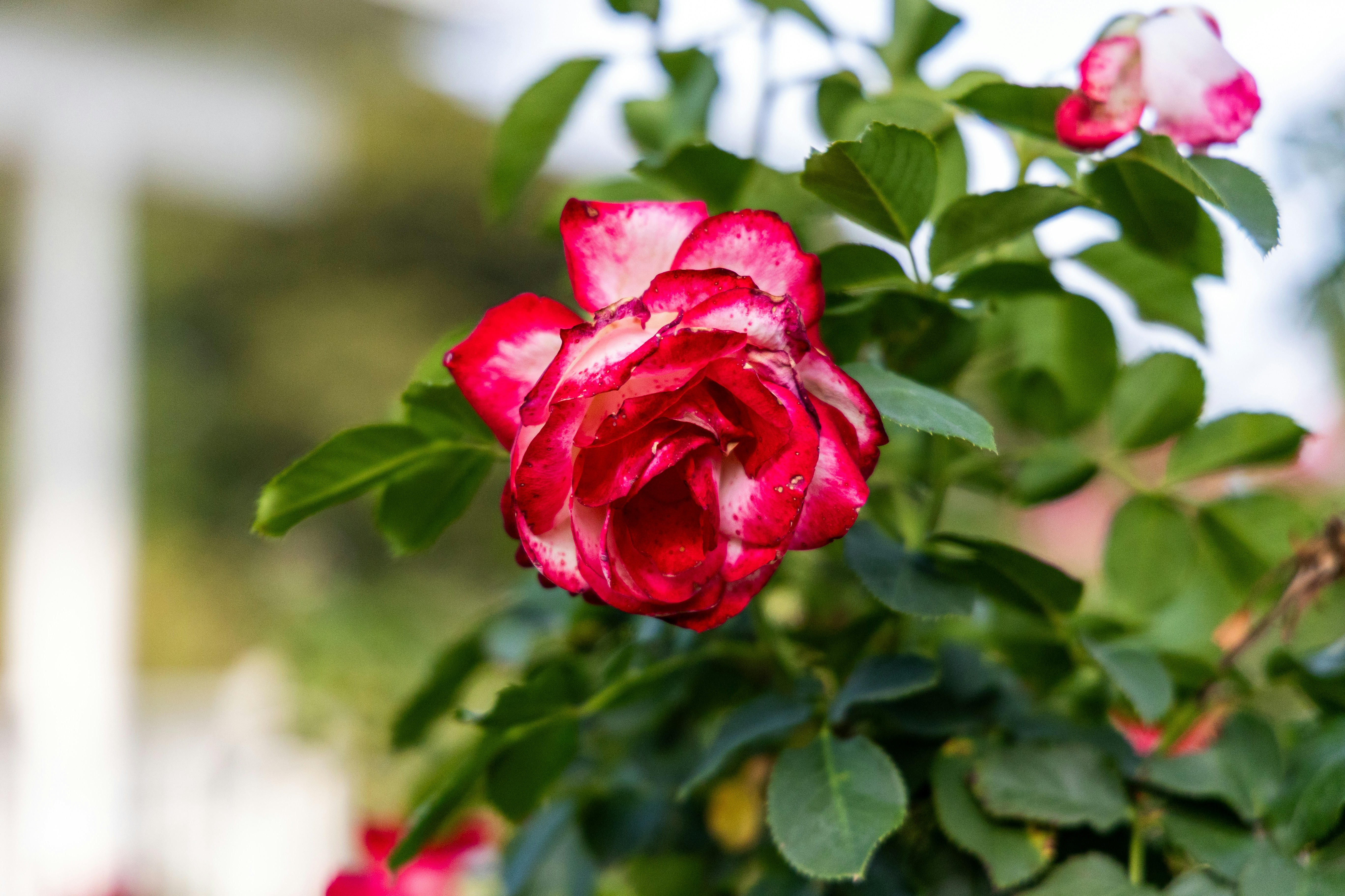 A close-up of a red and white rose in bloom.