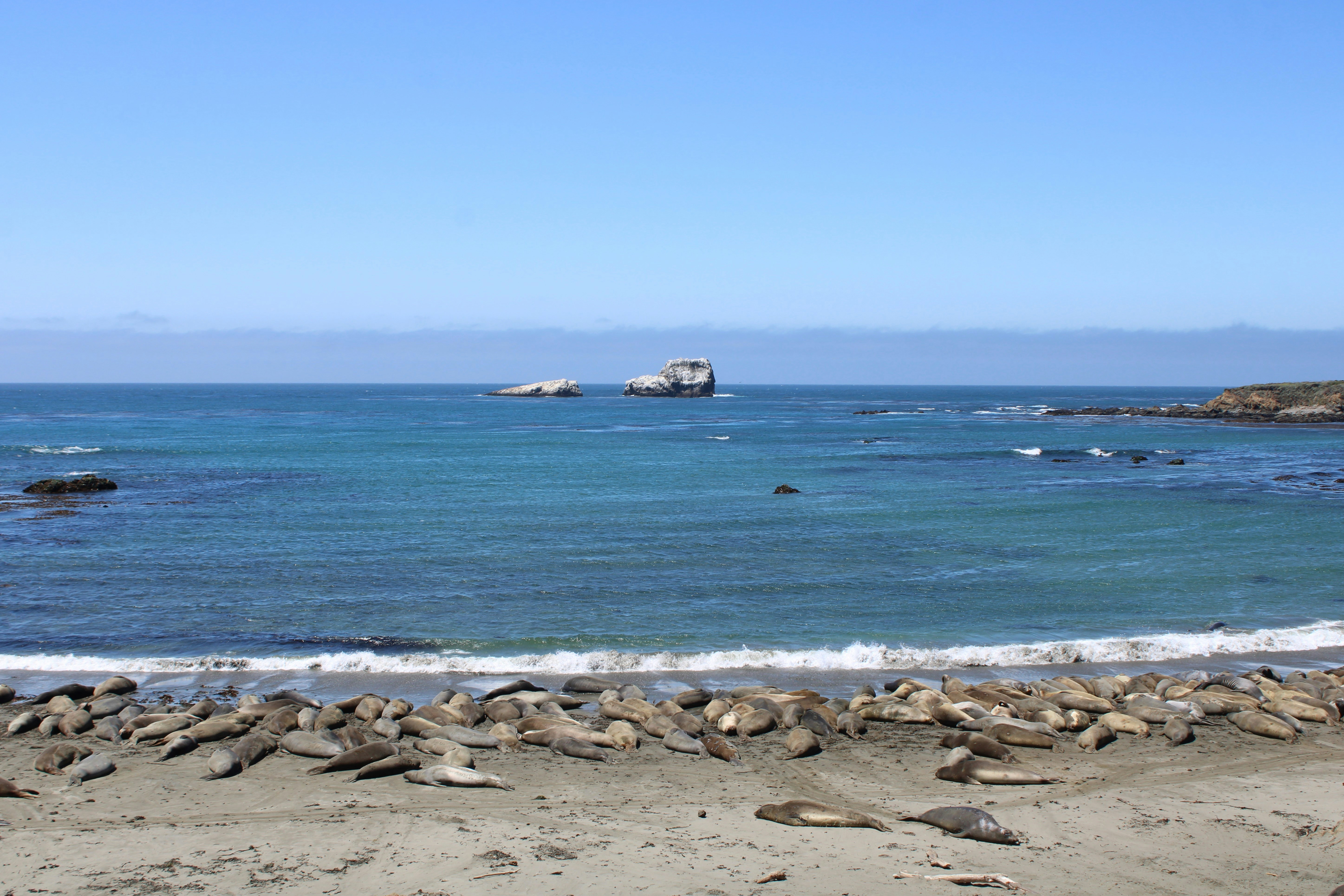 Elephant seals resting on a sandy beach by the ocean.