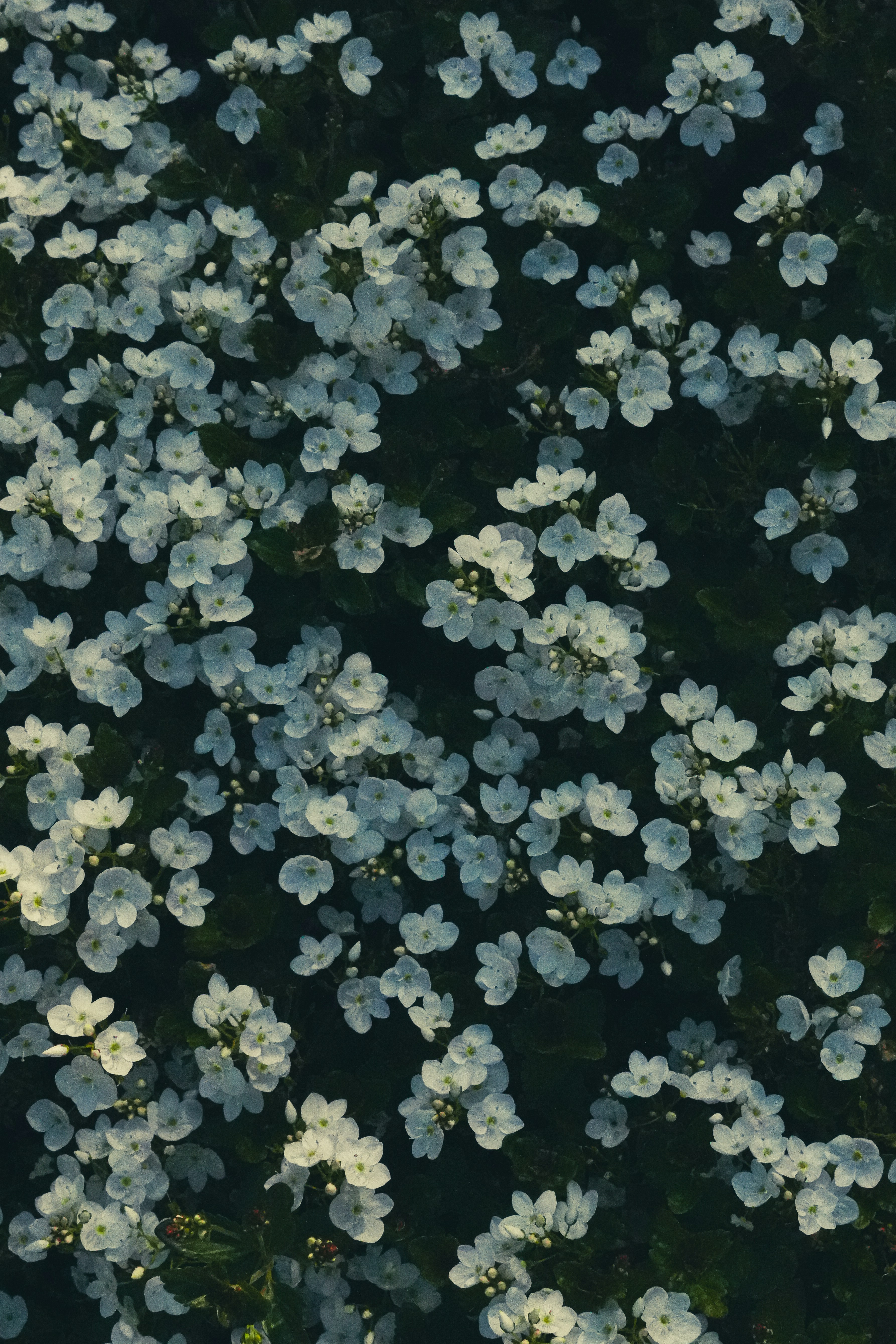 Numerous small white flowers on a dark green background