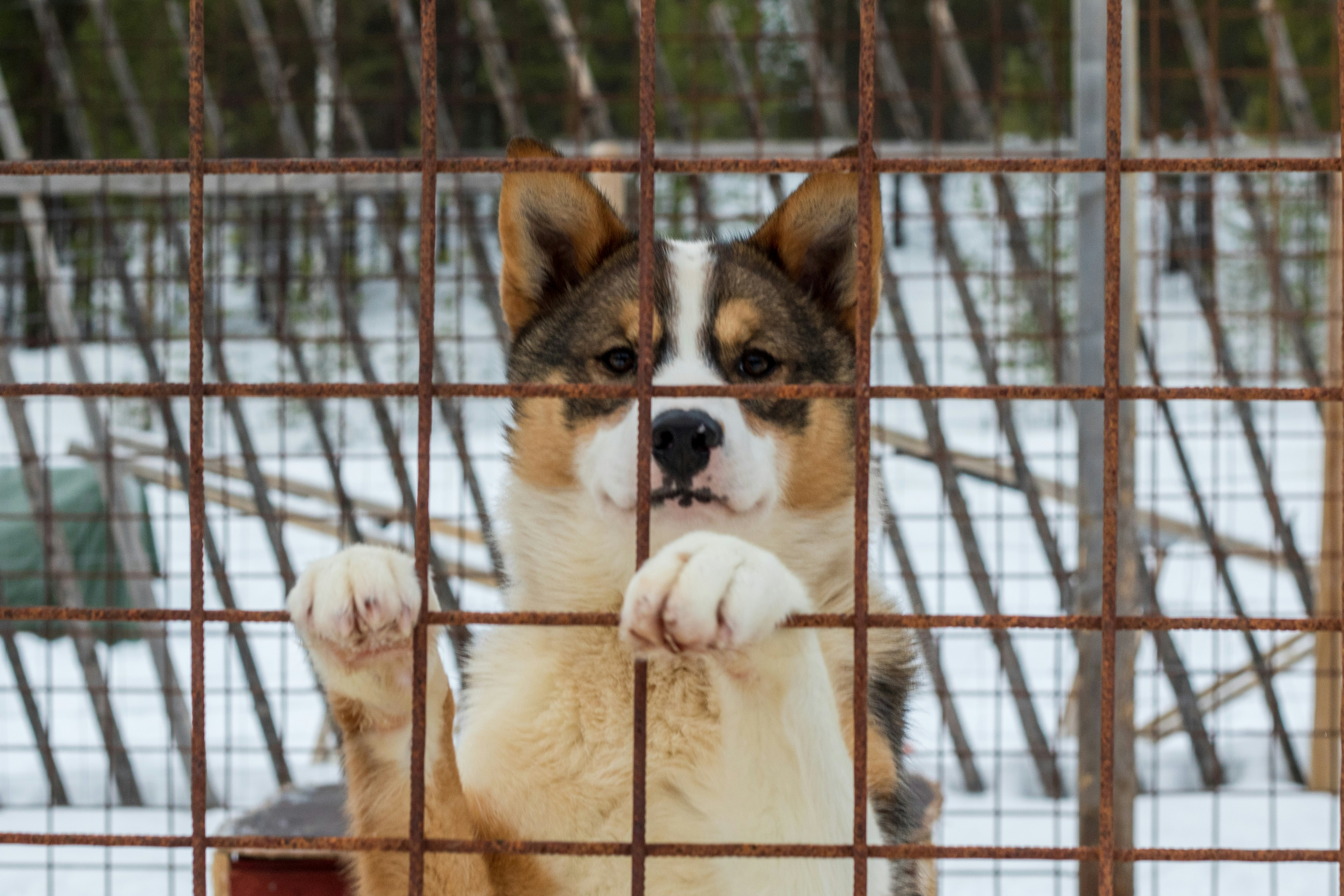 A dog with its paws on a rusty fence