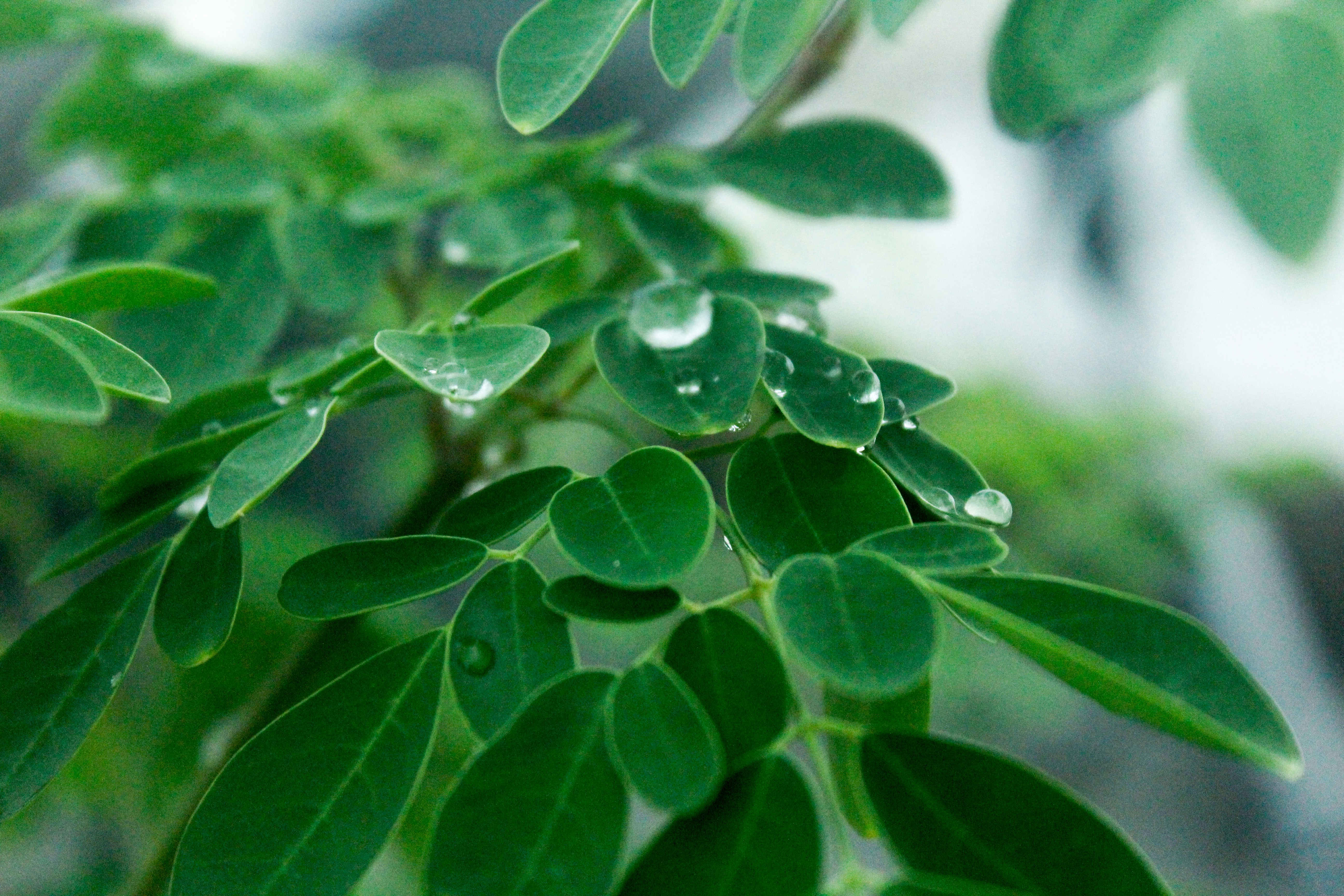 Moringa