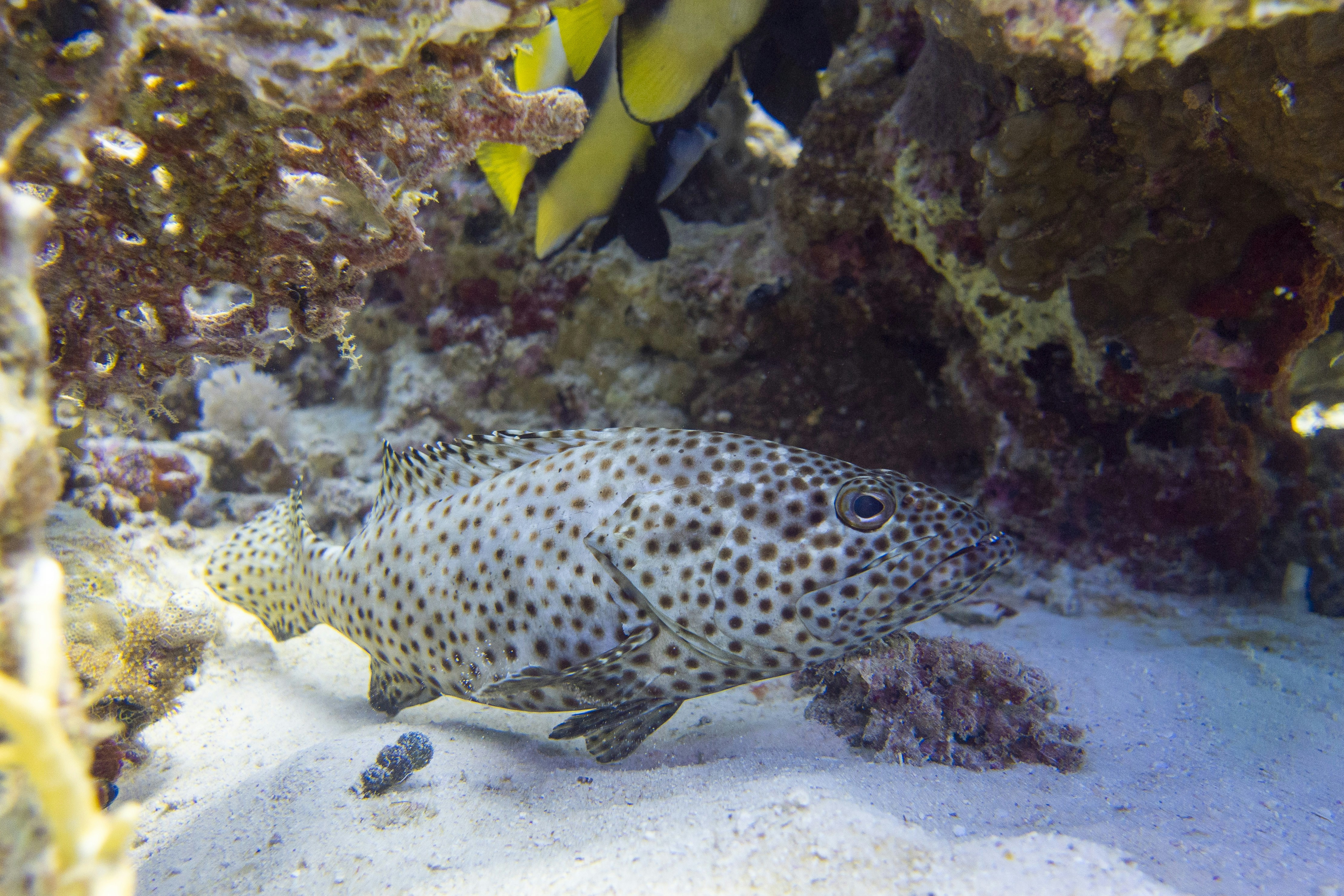 Spotted grouper resting on white sand beneath a coral overhang