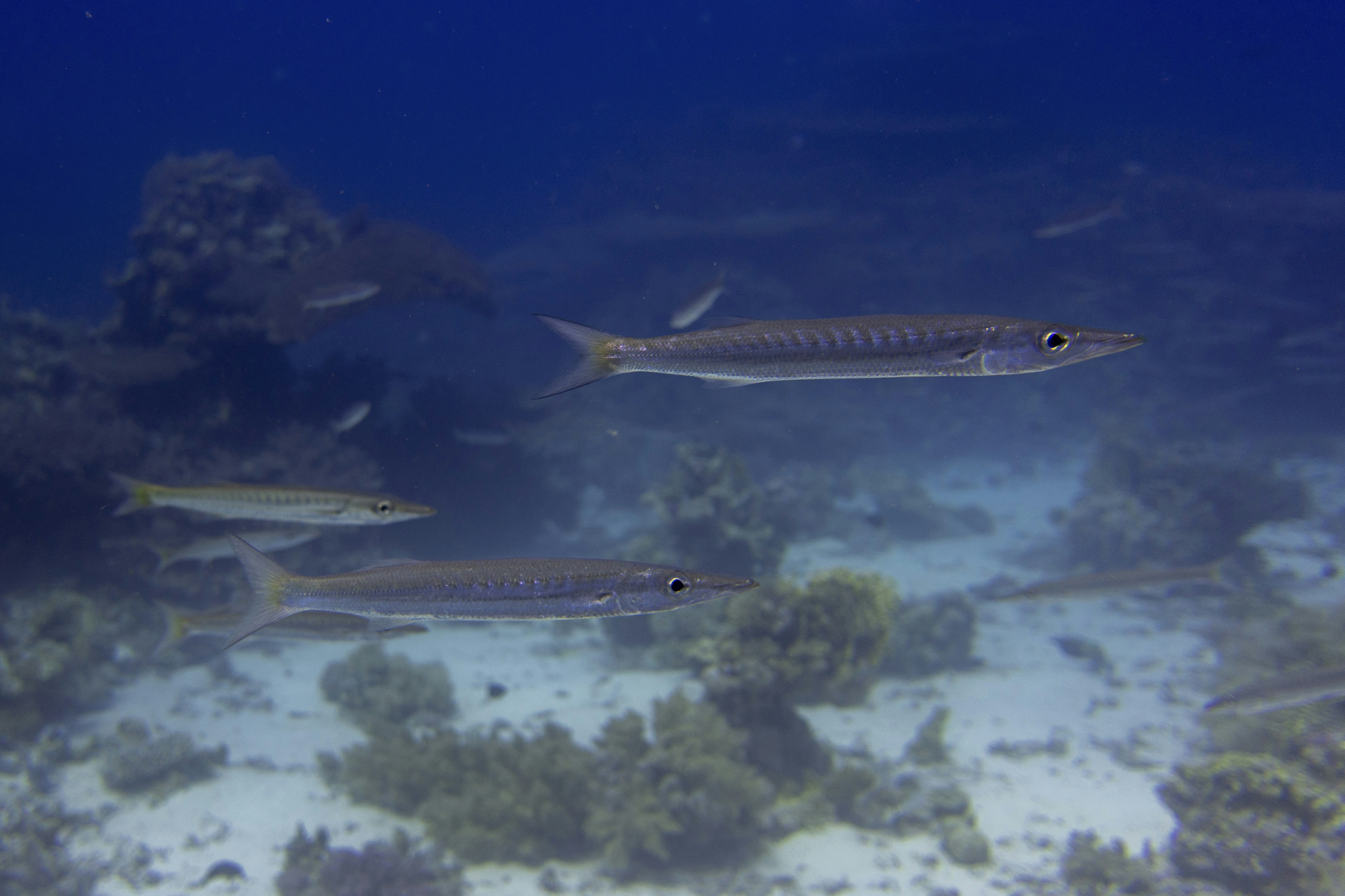 Achetez du Barracuda frais – Qualité premium, prix direct du pêcheur