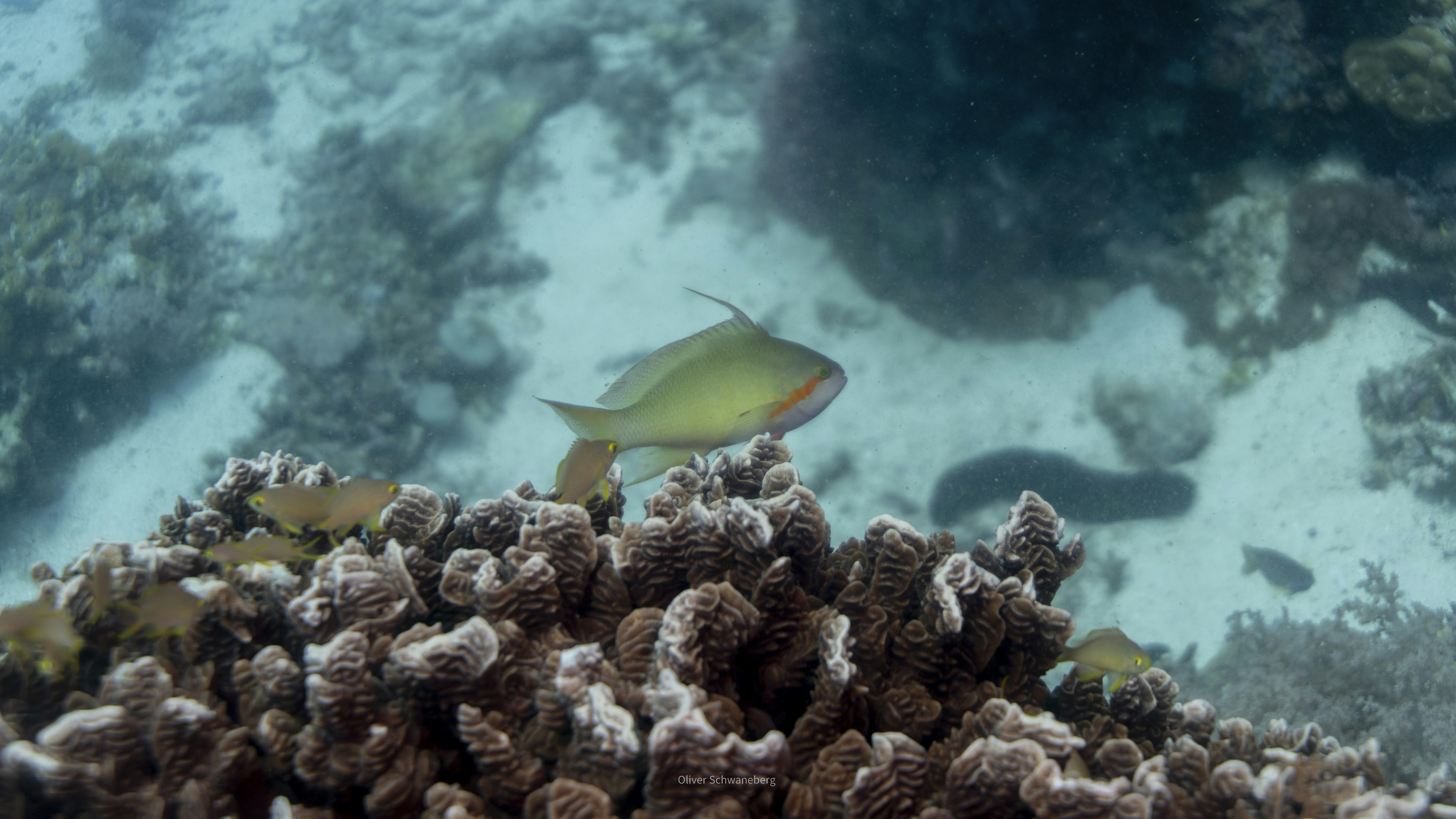 Seekor ikan kuning berenang di dekat terumbu karang.