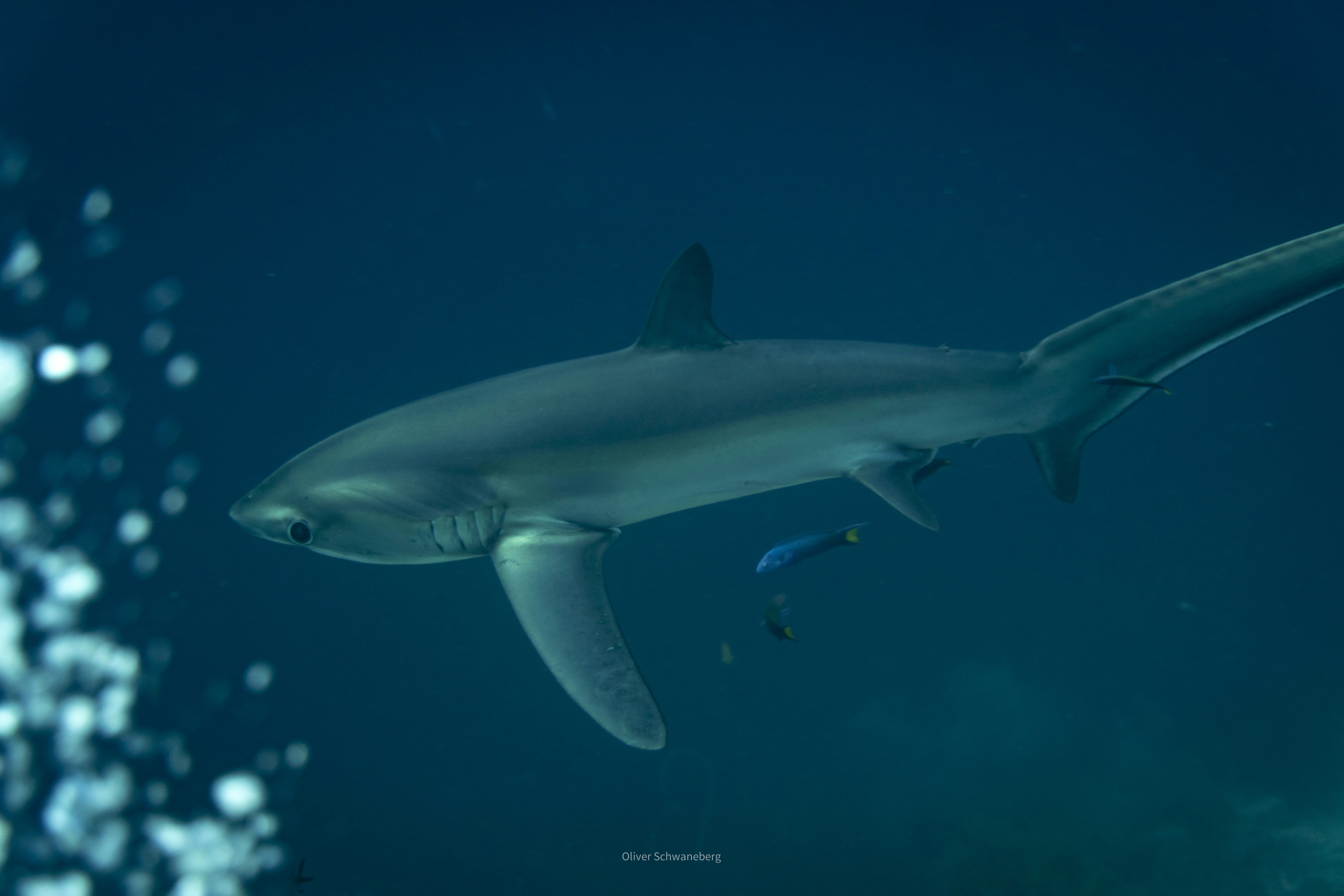 Thresher shark gliding through deep blue water, long tail extended