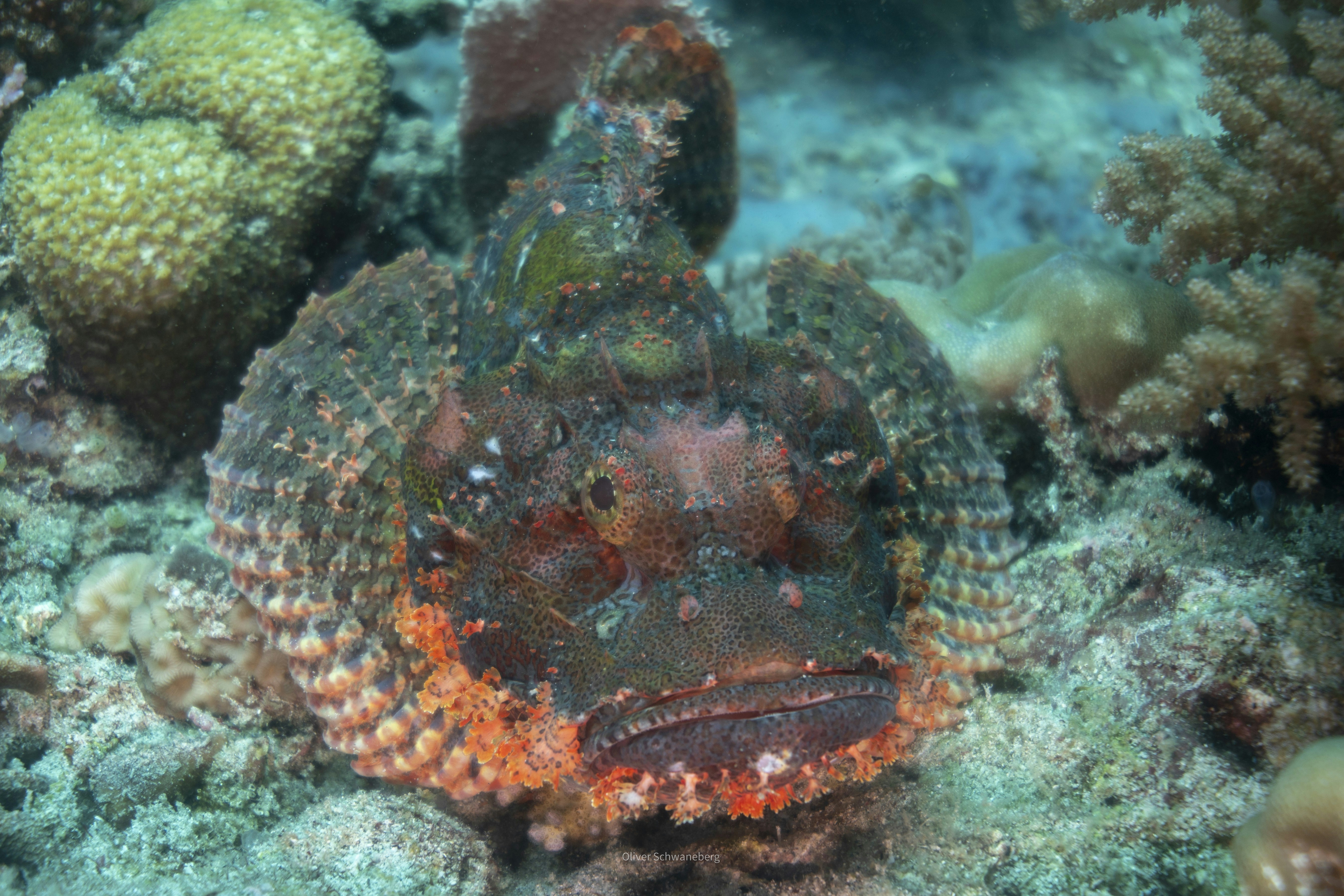 Seekor ikan kalajengking yang disamarkan beristirahat di terumbu karang.