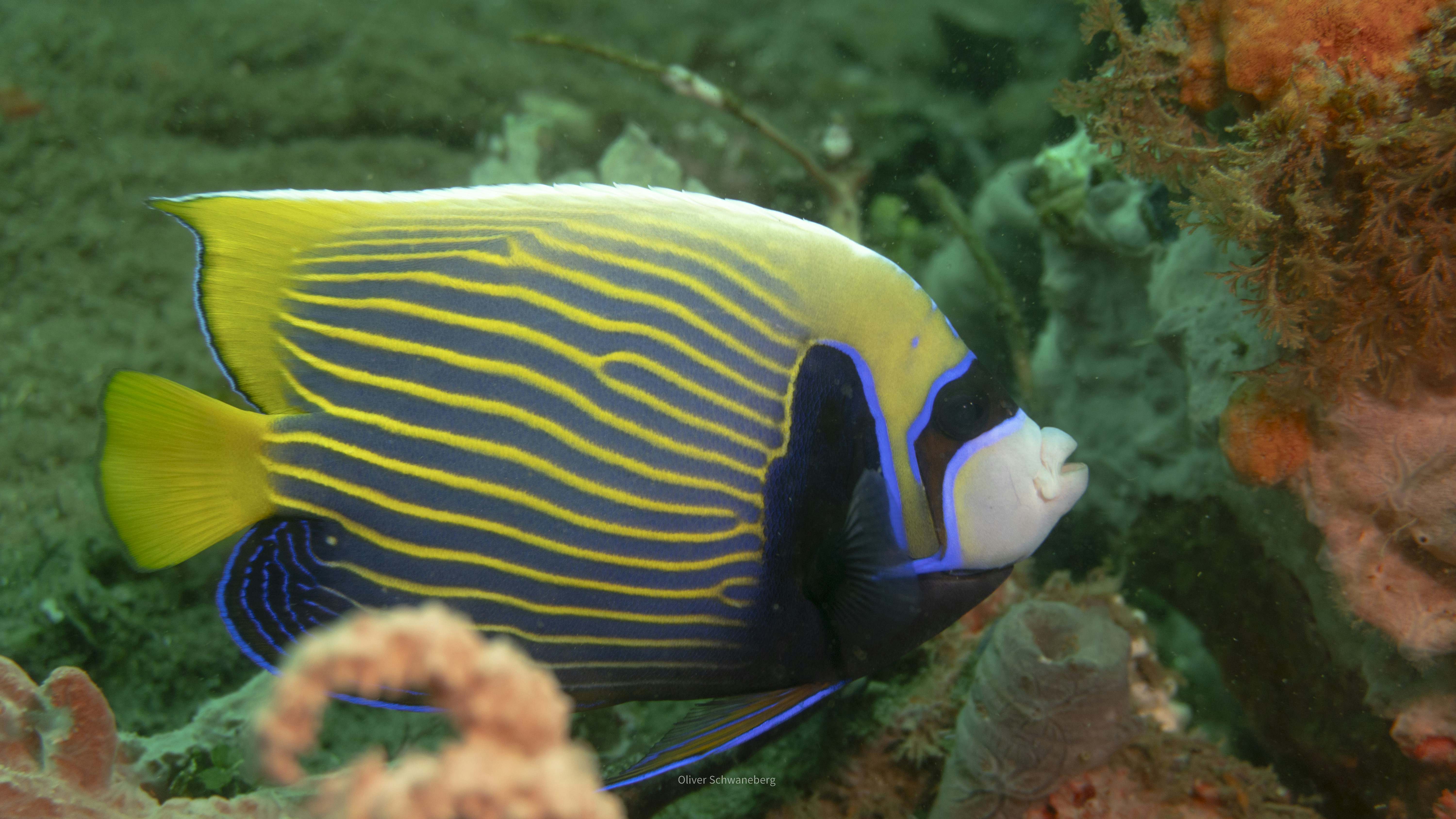 Emperor angelfish berenang di antara terumbu karang.
