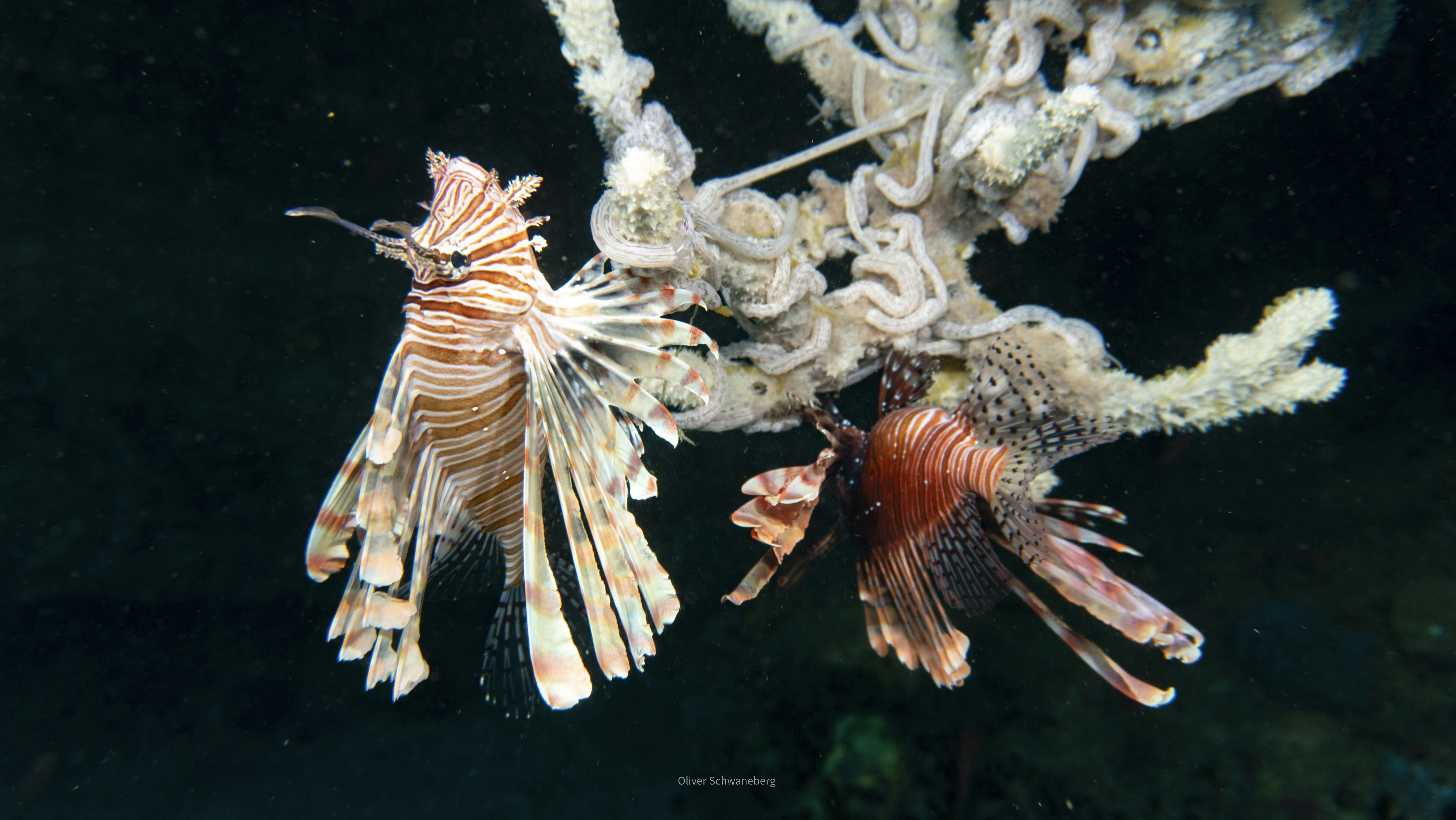 Dua lionfish berenang di dekat formasi karang.