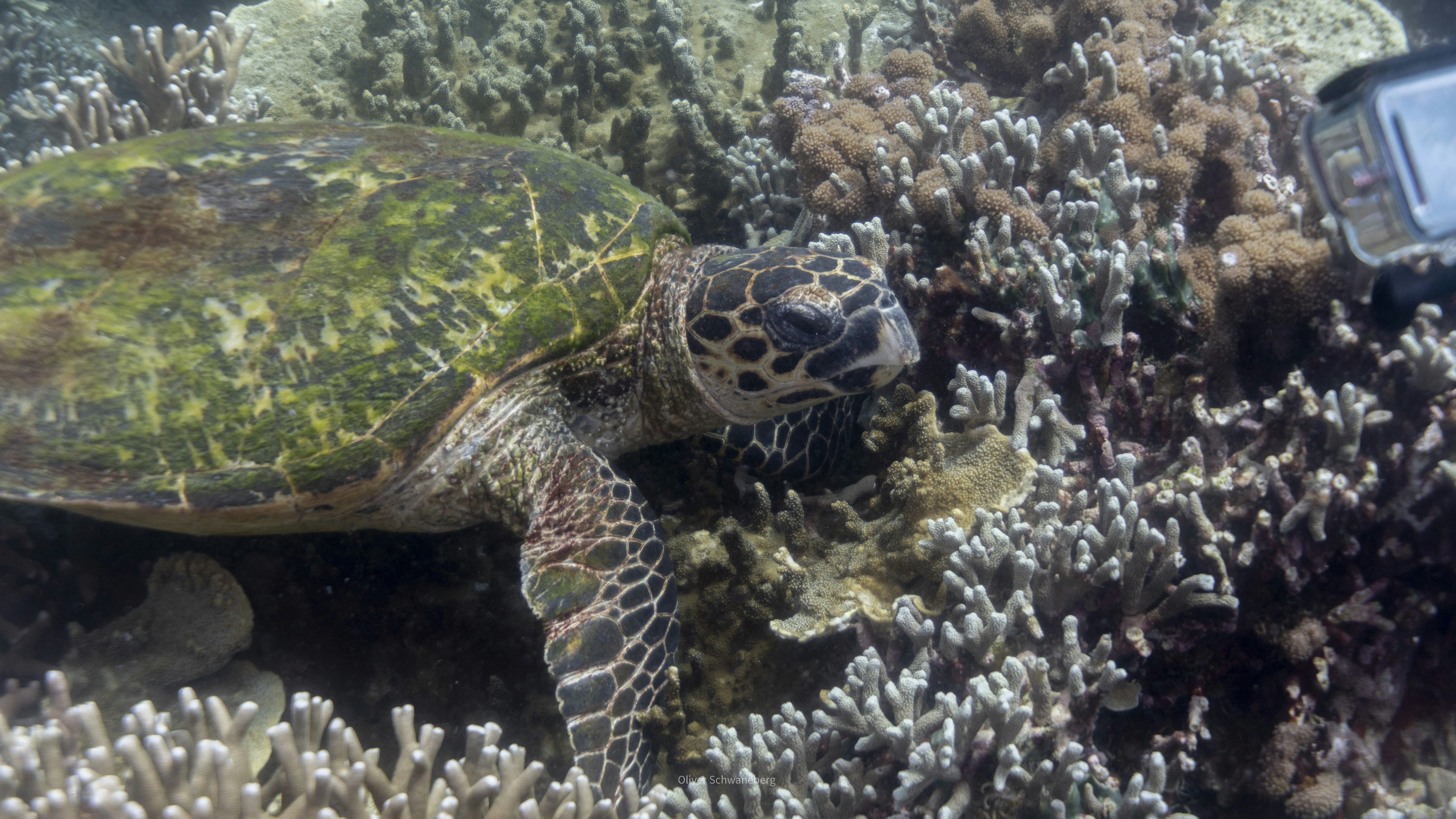 Tartarughe marine che nuotano vicino a una colorata barriera corallina
