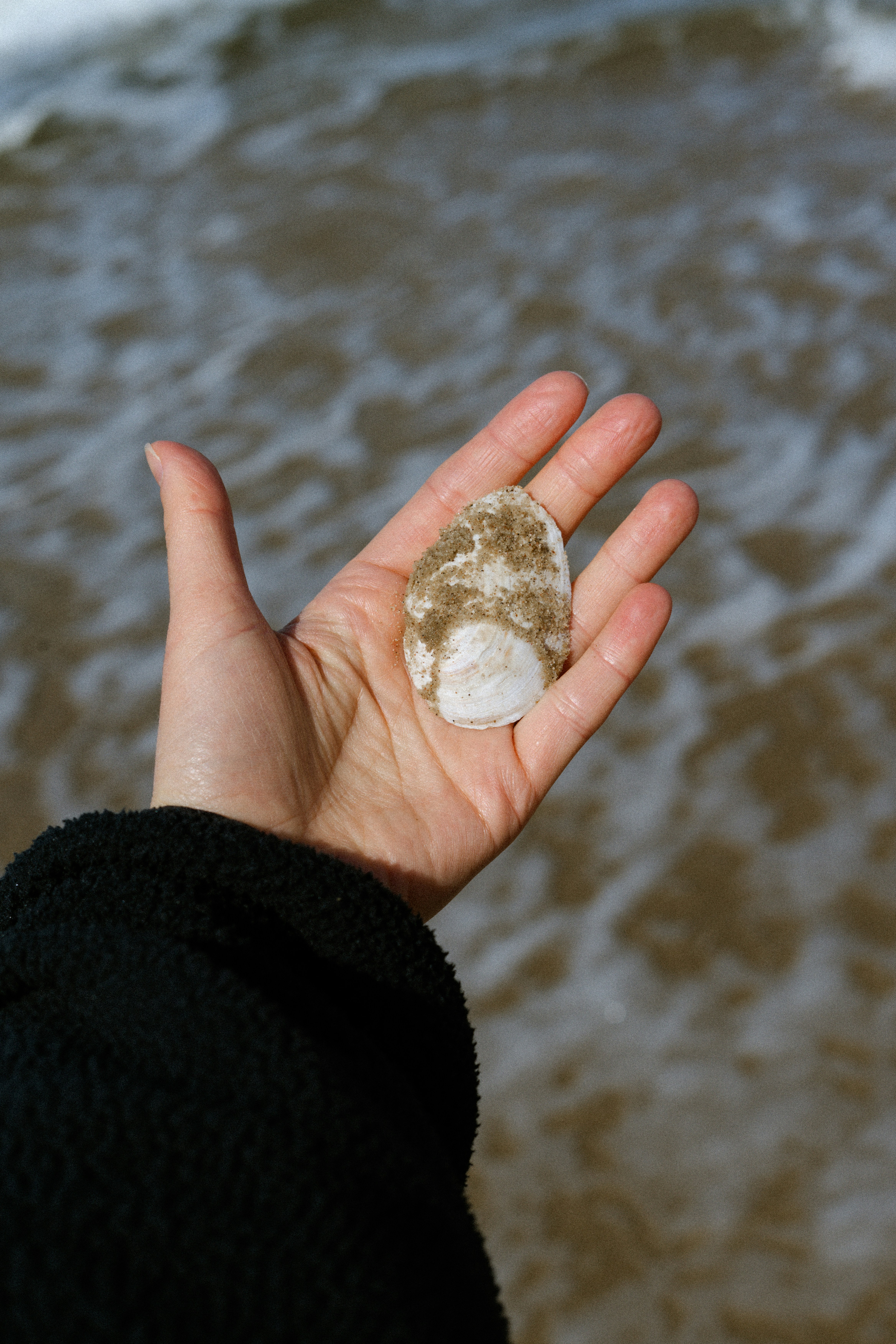 Hand holding a seashell with sand and water.