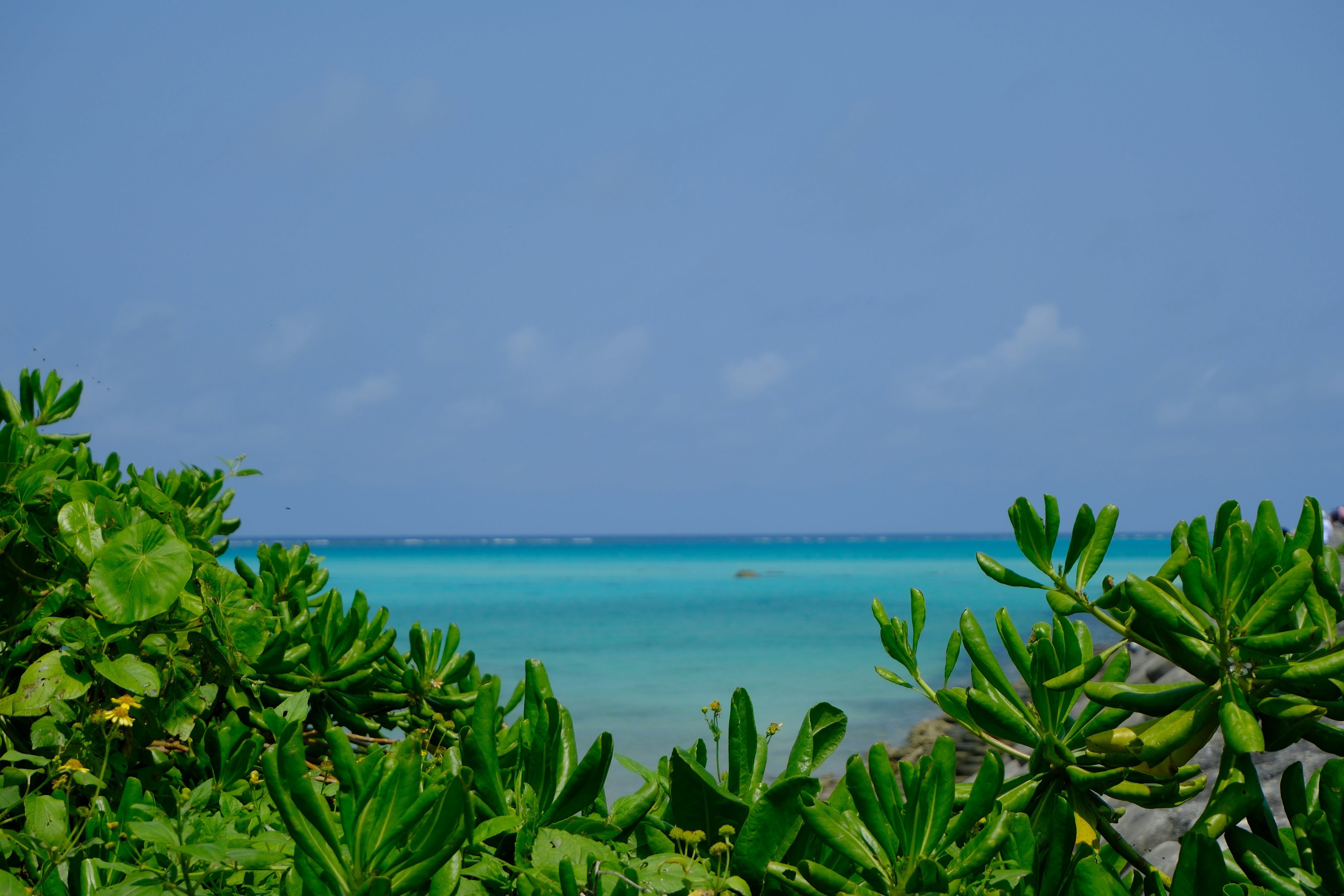 Lush green foliage frames a vibrant turquoise ocean horizon.