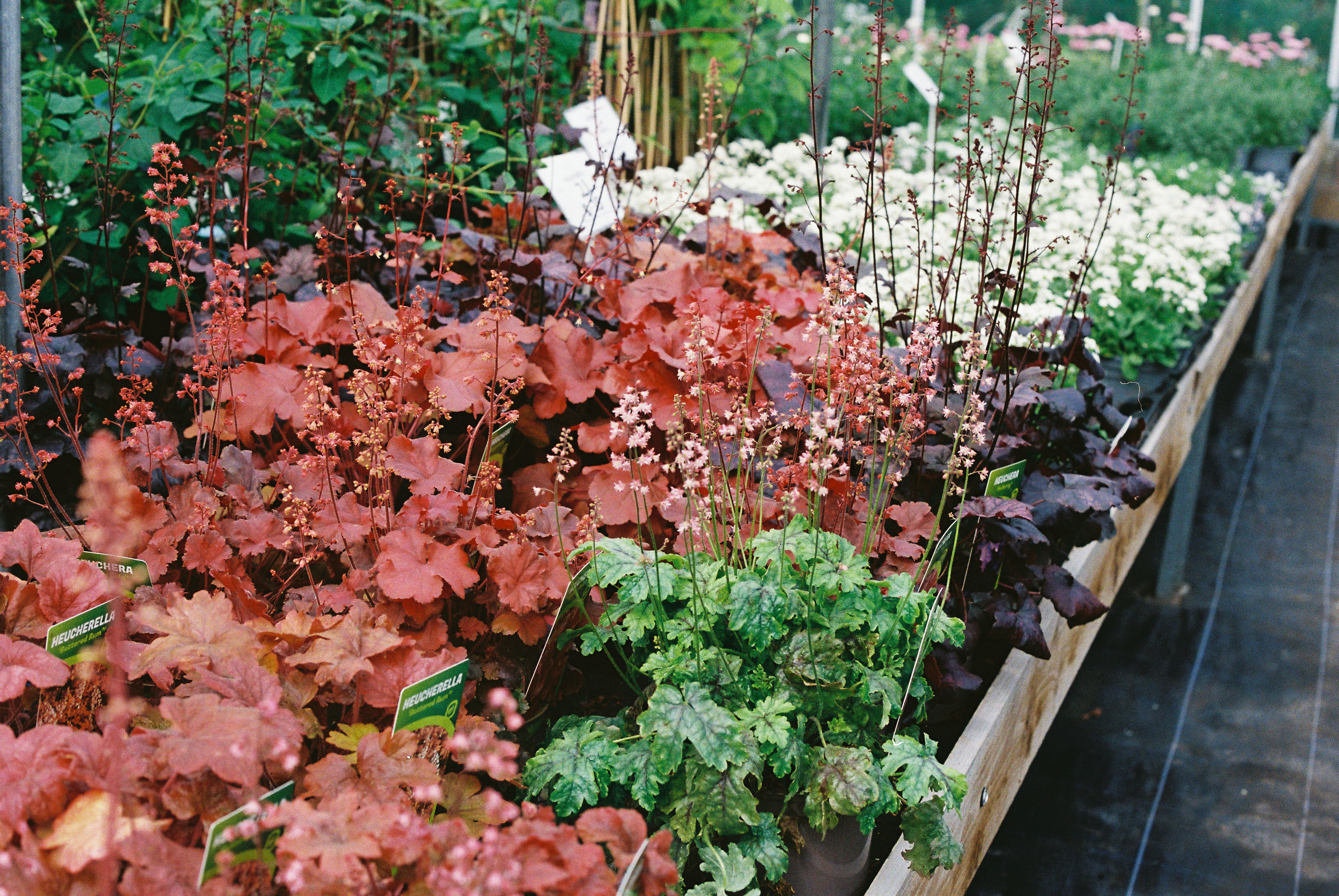 Assortment of colorful heuchera plants in a nursery.