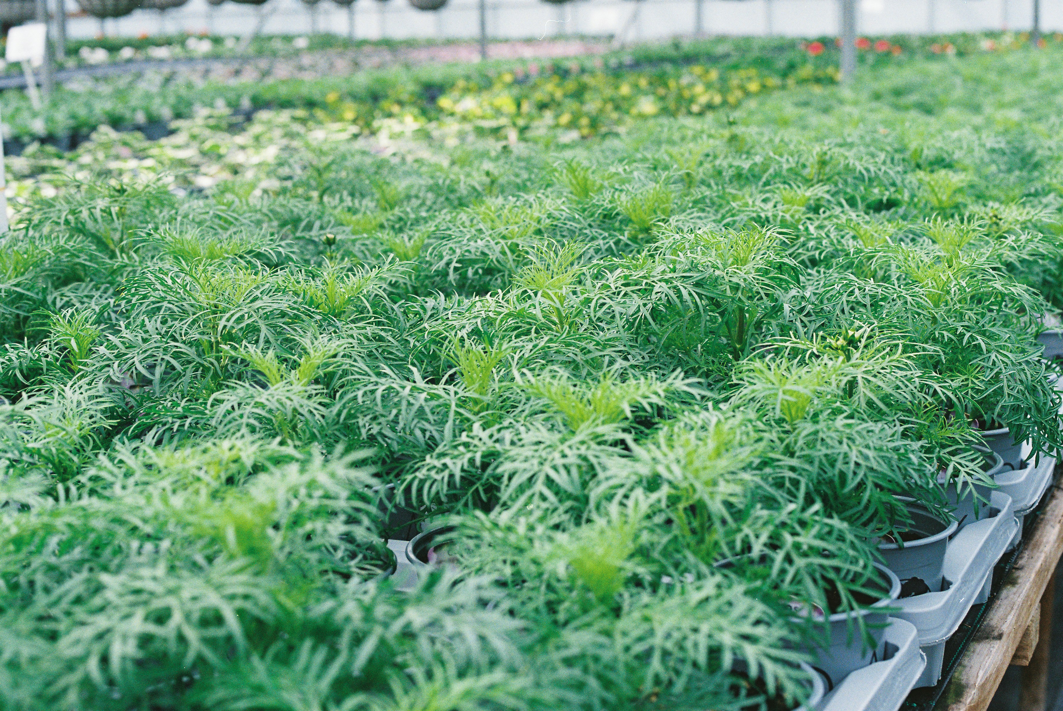 Agromillora: el gigante de los viveros que revoluciona el cultivo del olivar y los frutos rojos