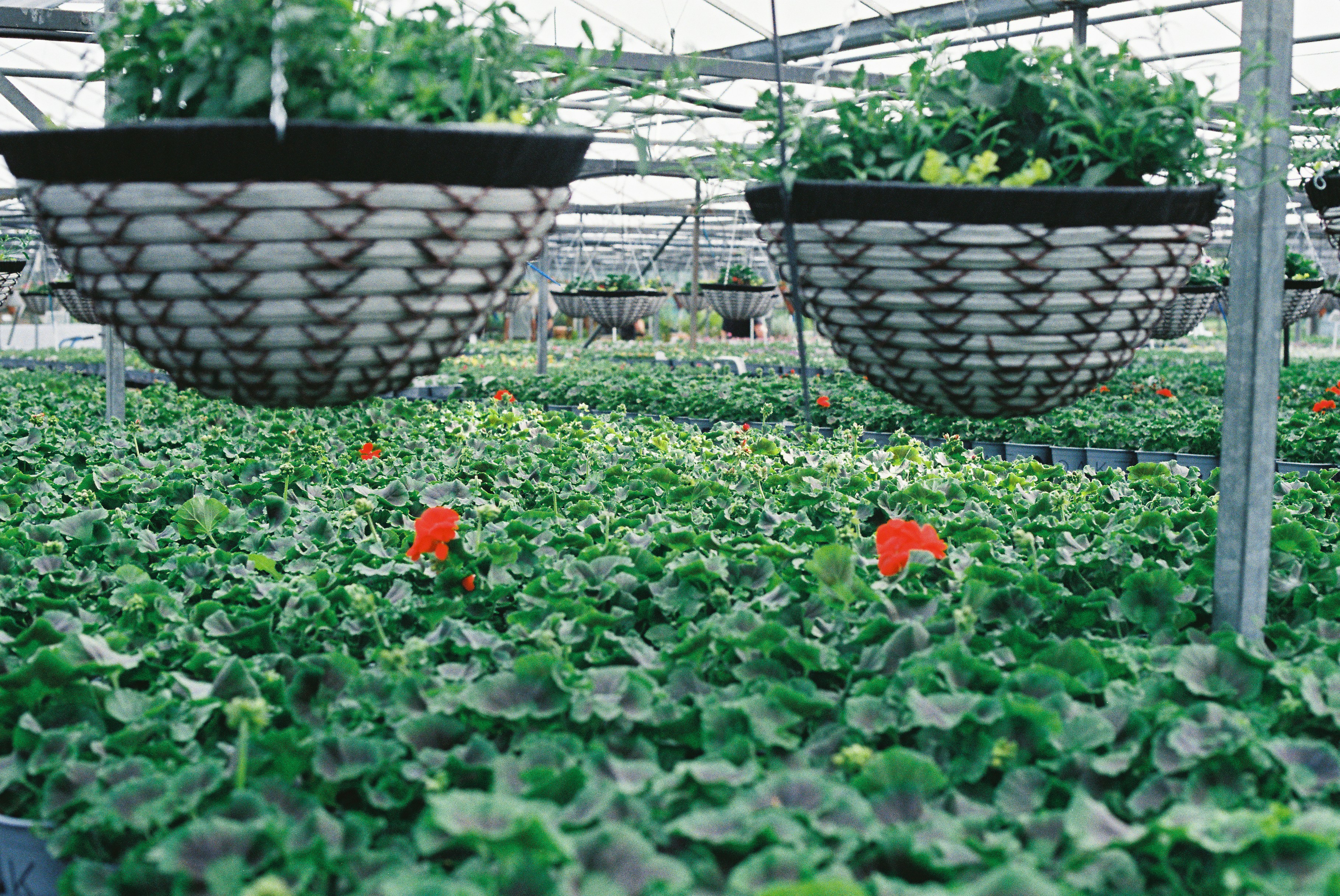 Hanging baskets above rows of green plants