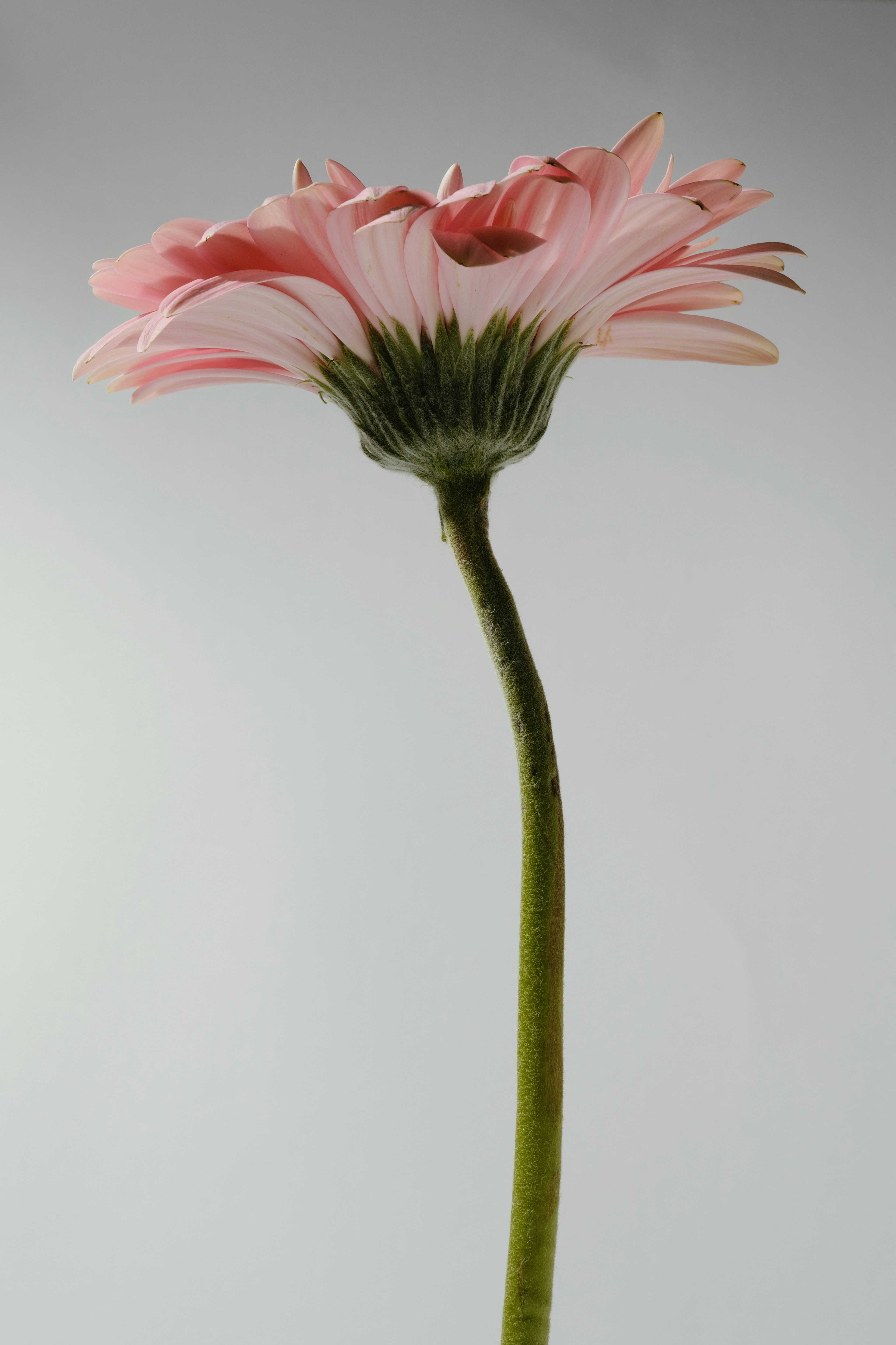 A single pink gerbera daisy on a light background