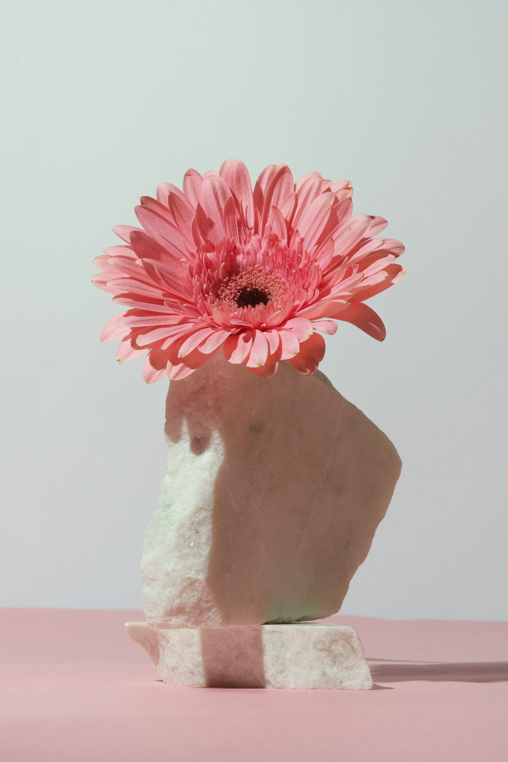 A pink gerbera daisy rests atop white stones