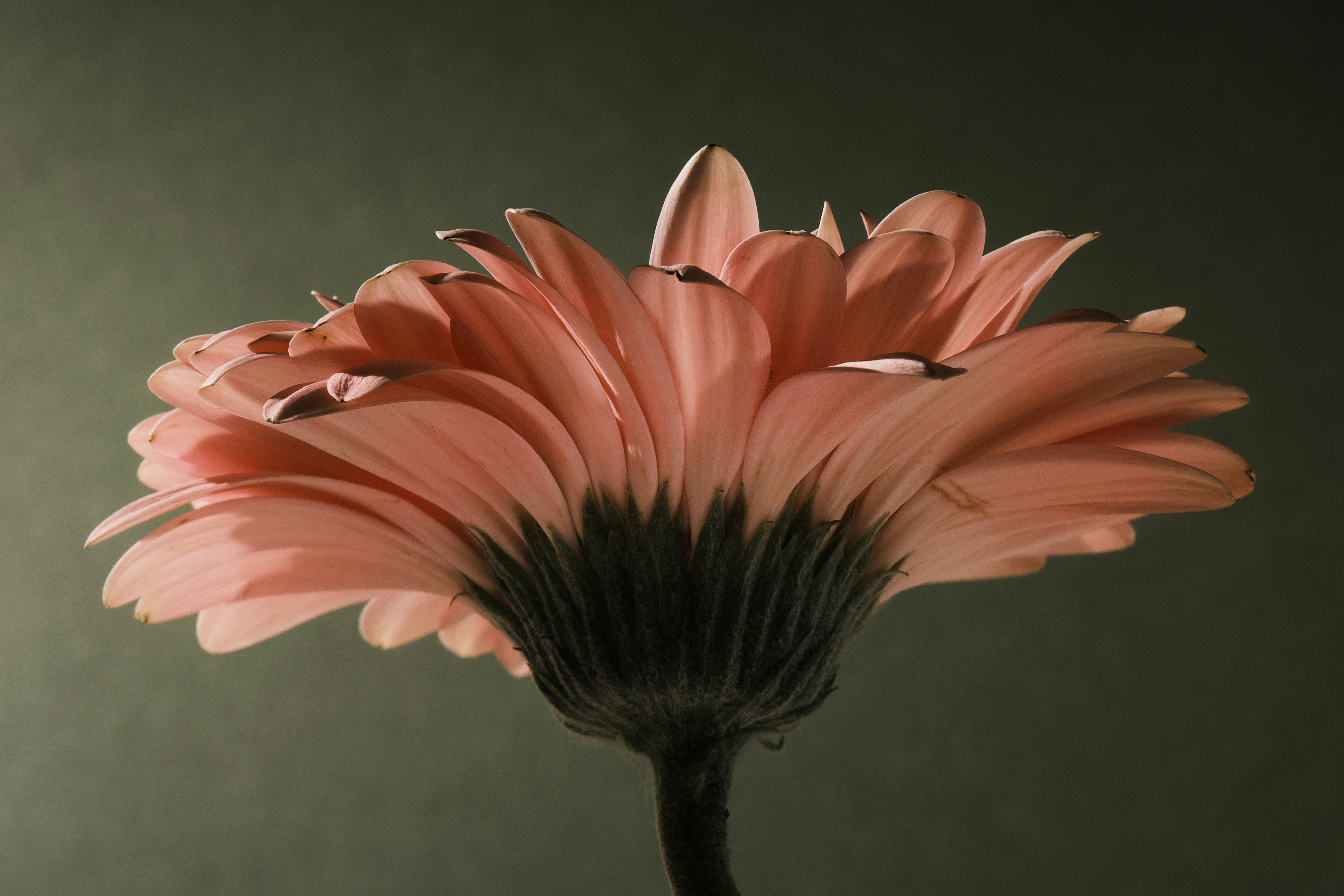 A close-up of a pink gerbera daisy from below.