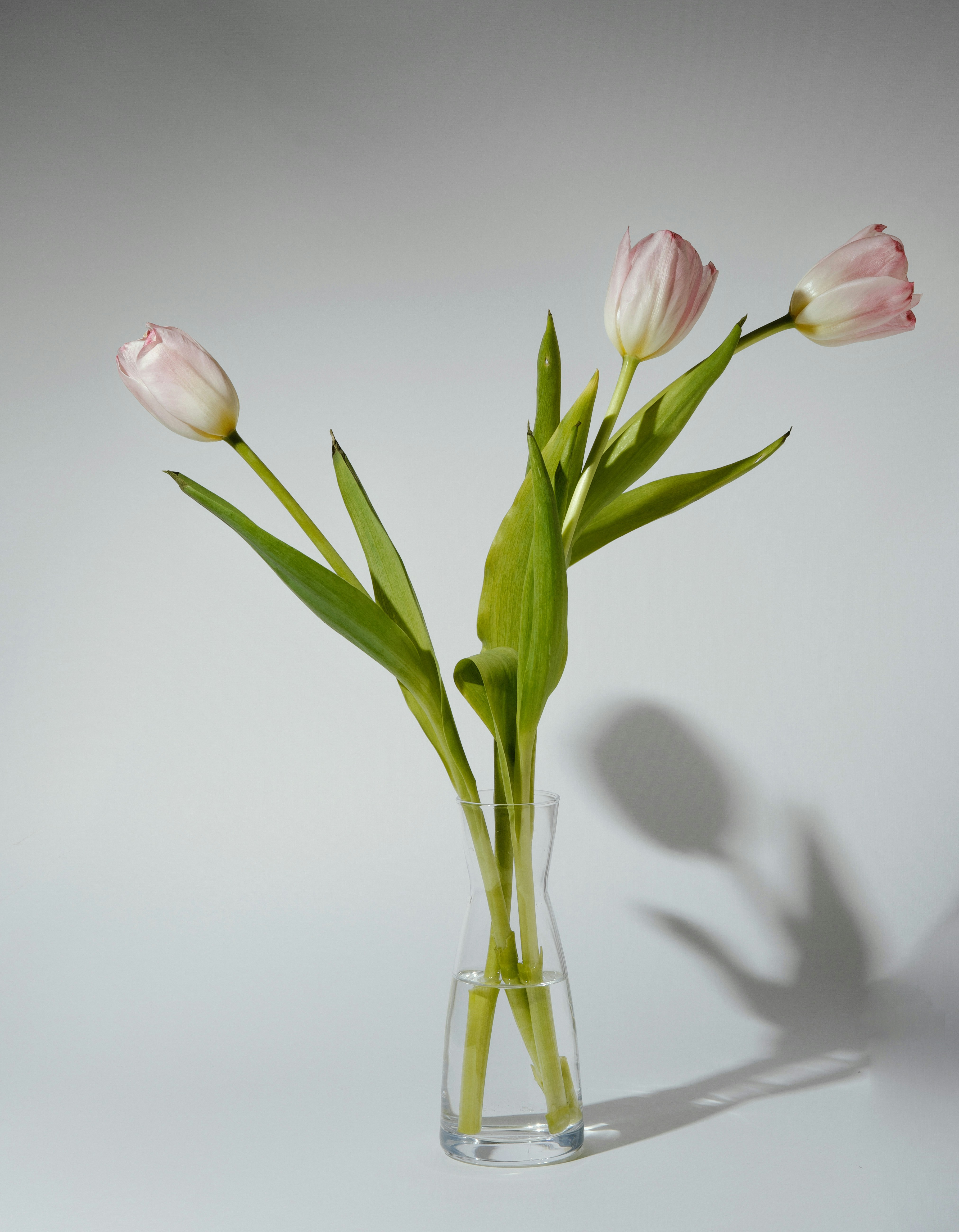 Three pale pink tulips in a clear vase.