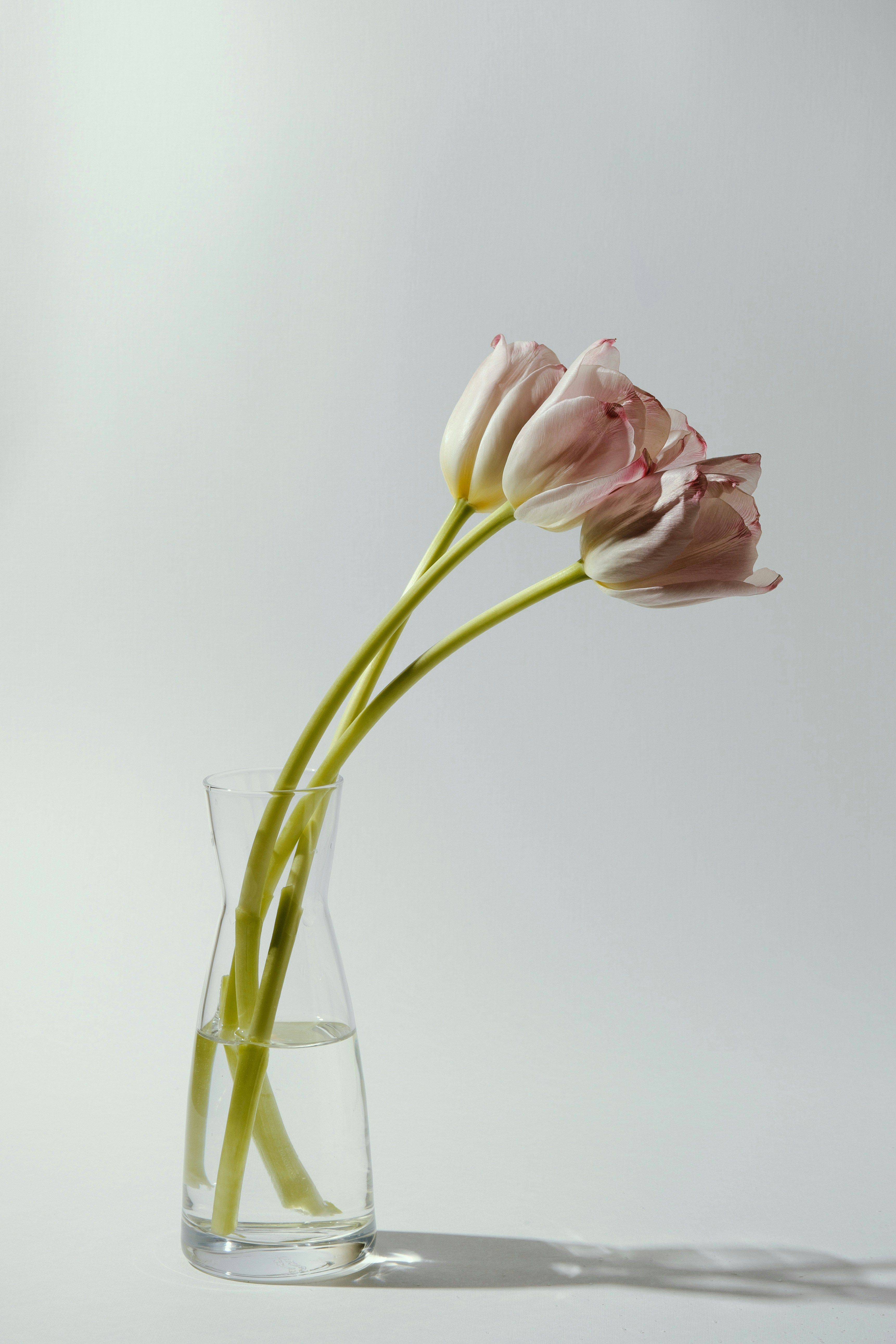 Three pale pink tulips in a glass vase