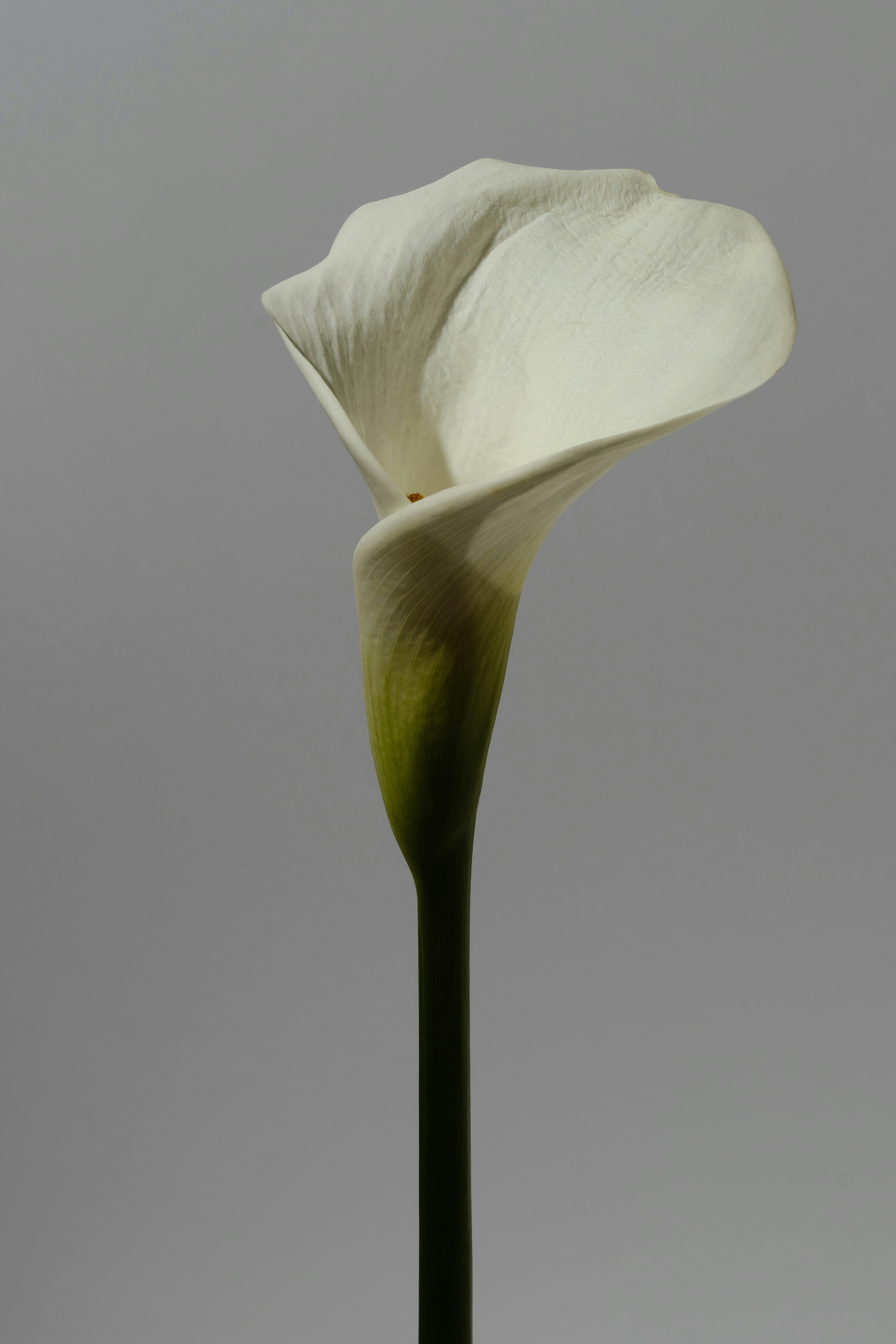 A single white calla lily against a gray background