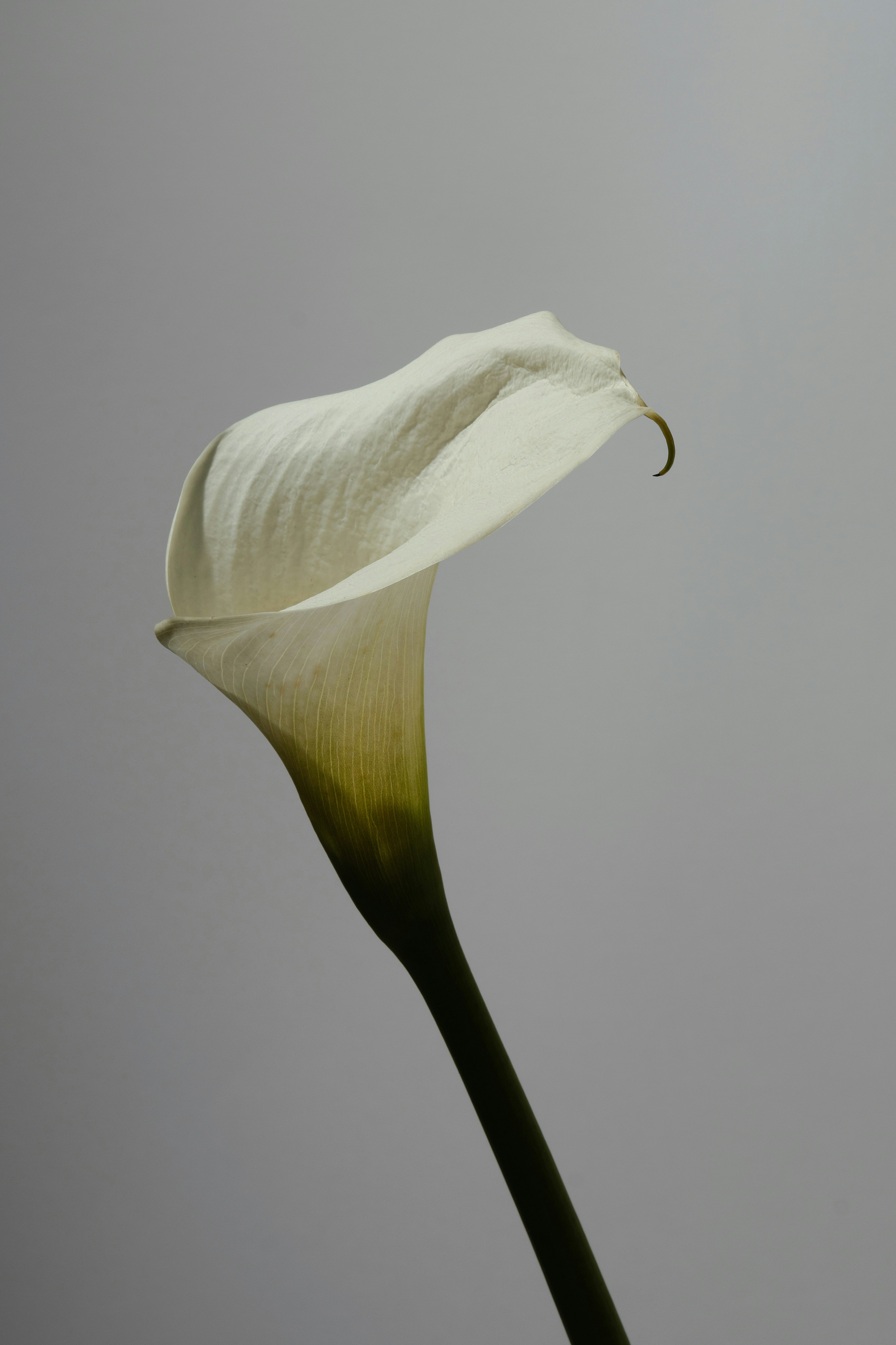 A single white calla lily against a gray background. photo  Free Floral  Image on Unsplash