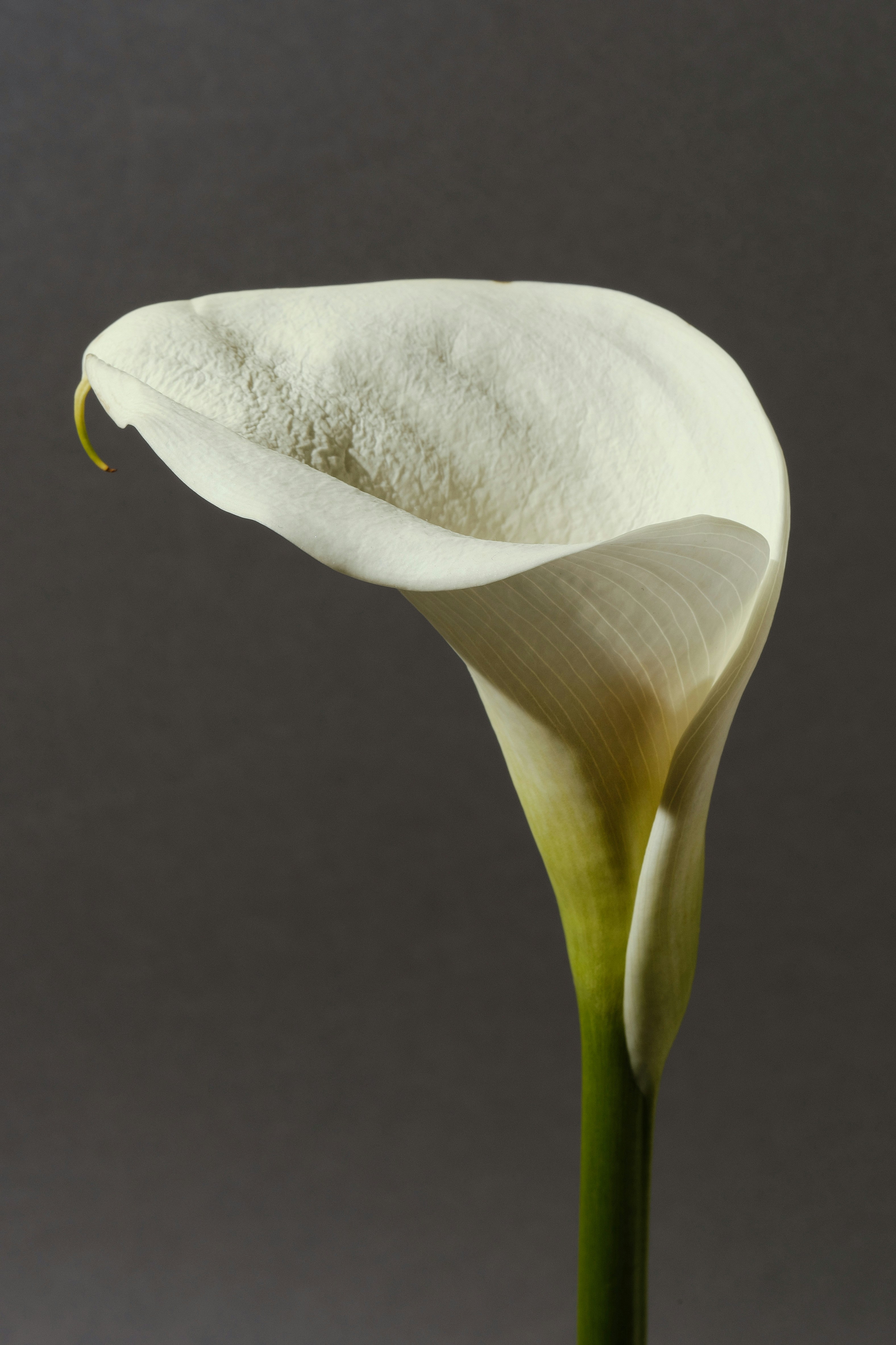 A single white calla lily on a dark background