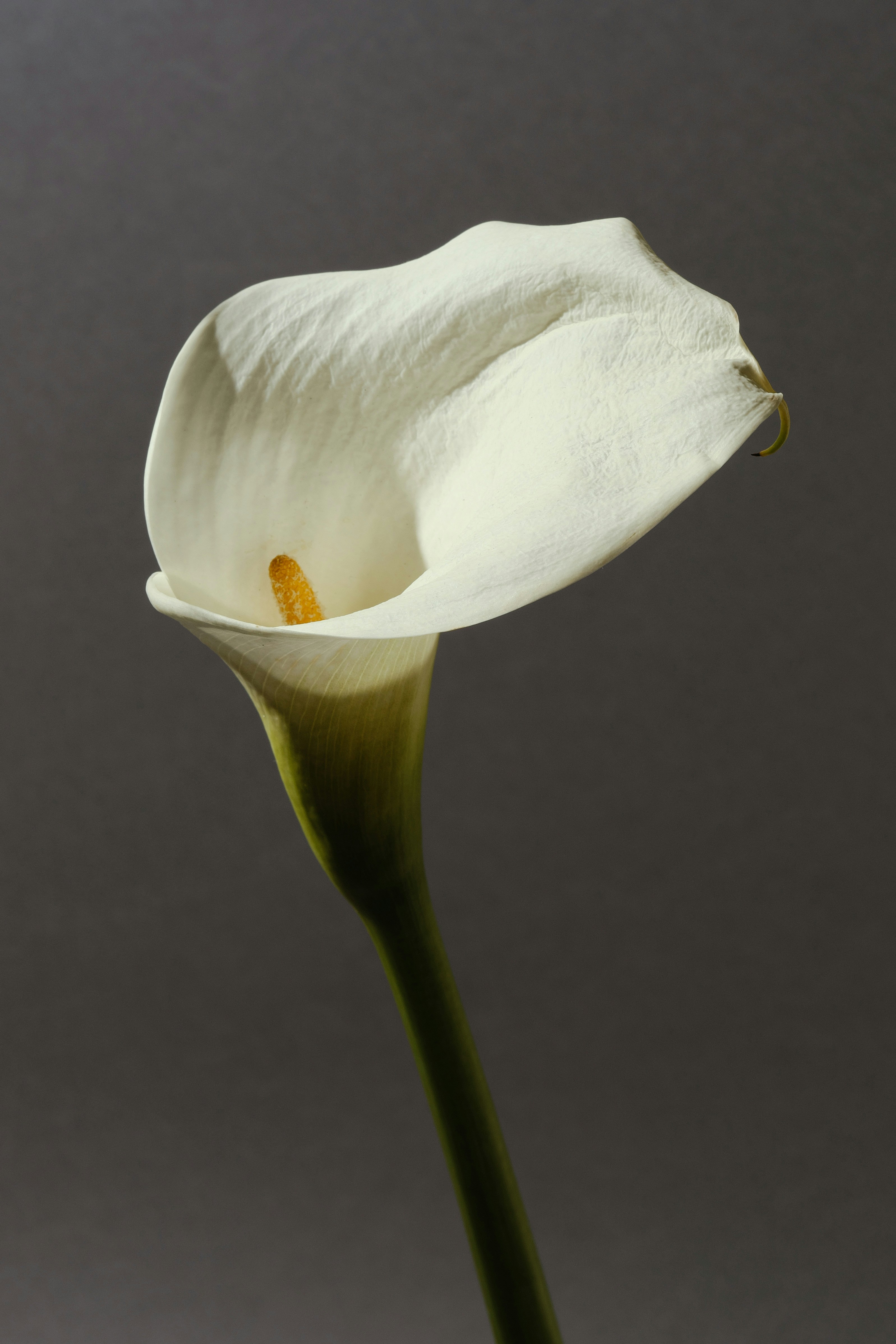 A single white calla lily on a gray background
