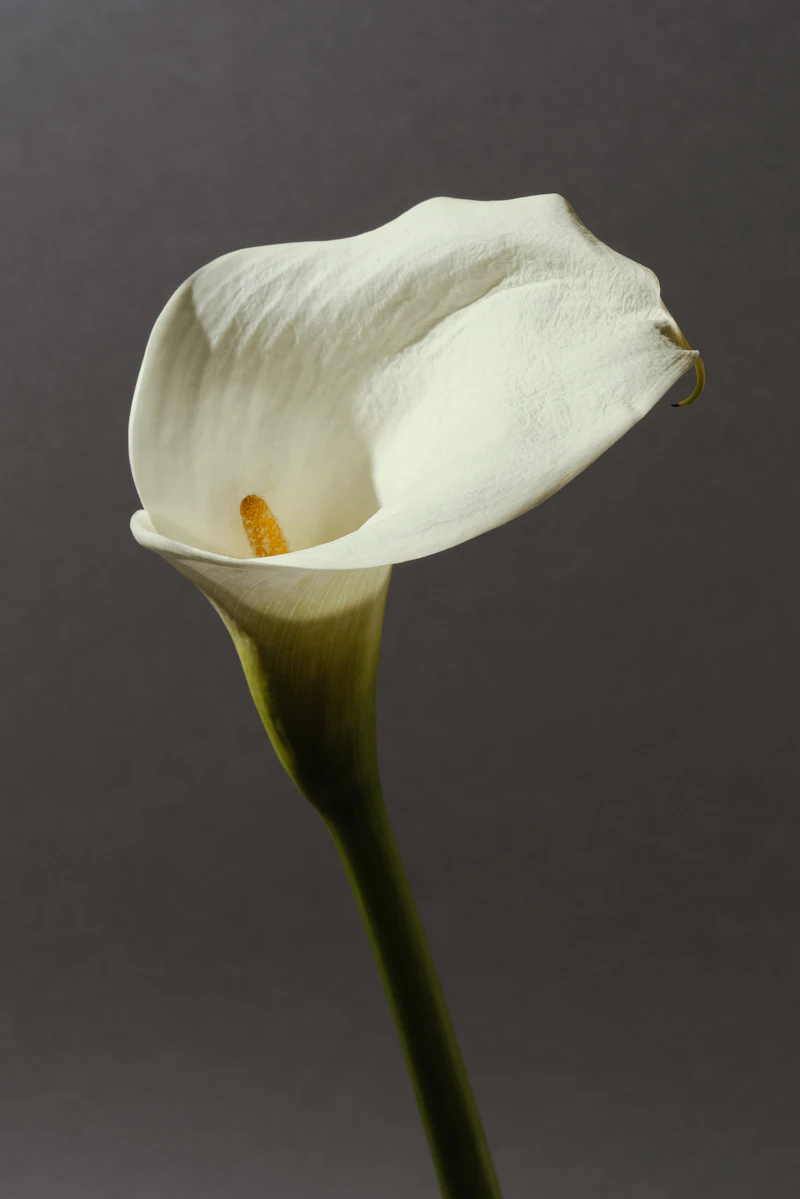 Calla bianca