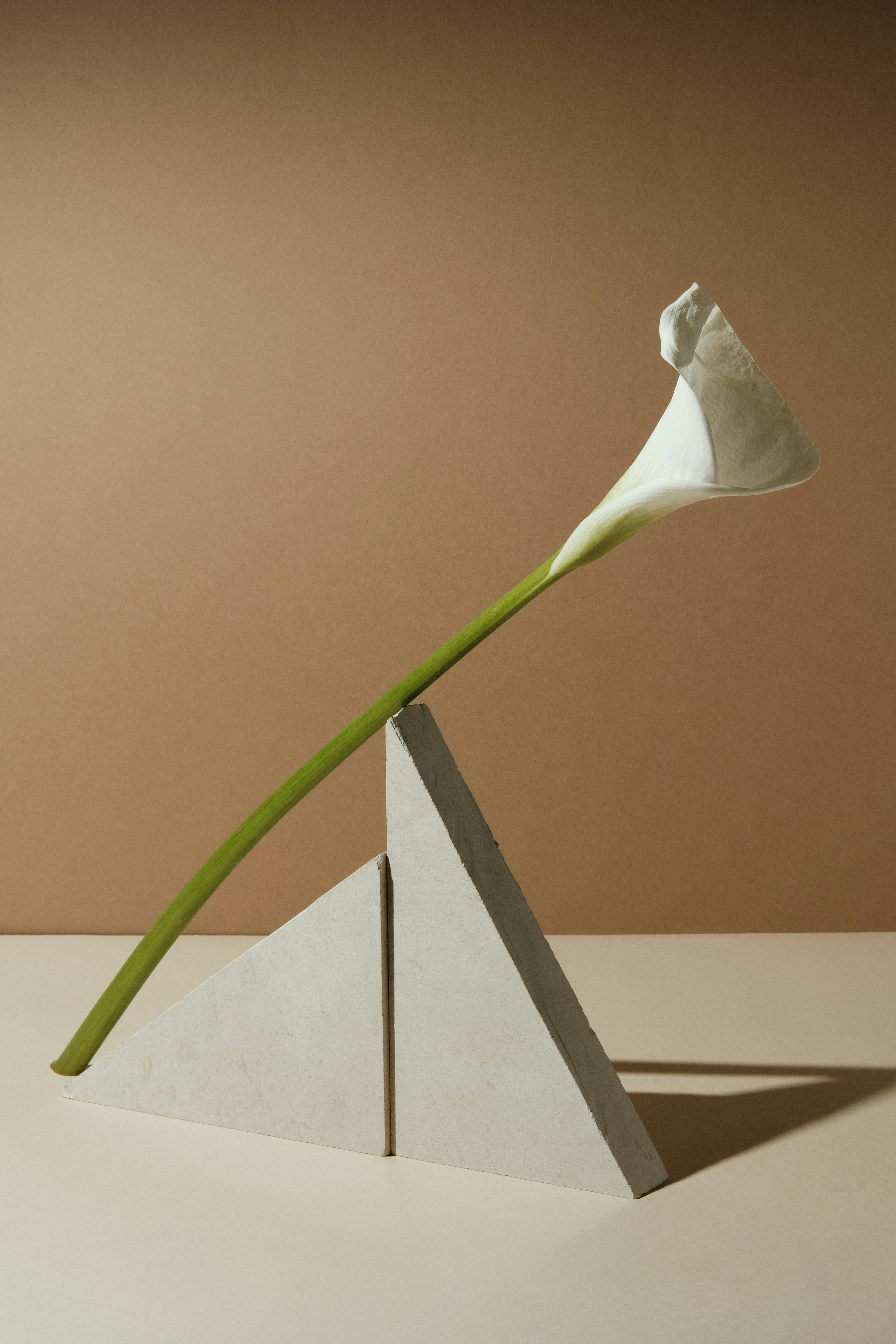 Una singola calla bianca bilanciata su forme geometriche