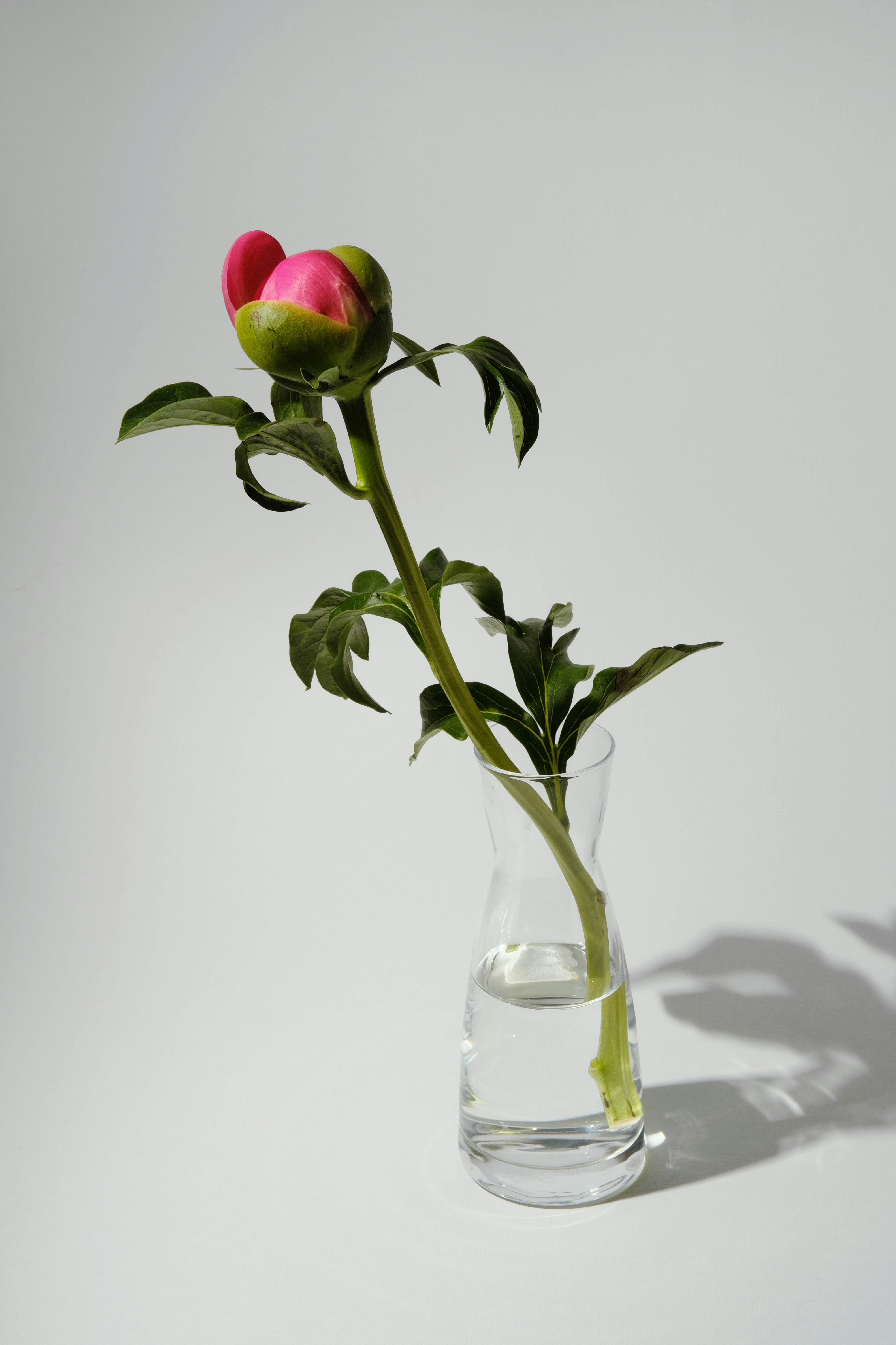 A single pink peony bud in a glass vase.