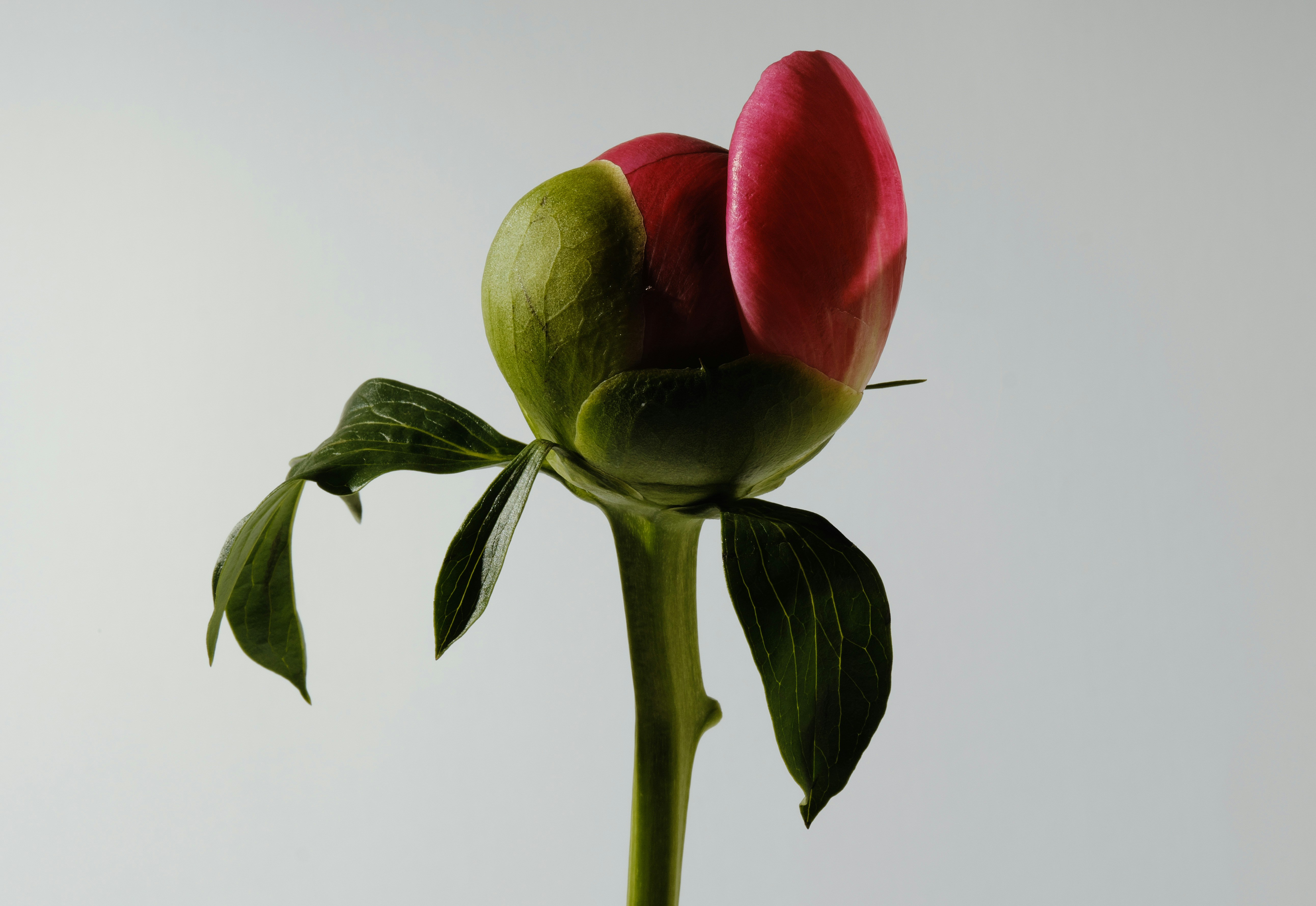 A closed pink peony bud with green leaves