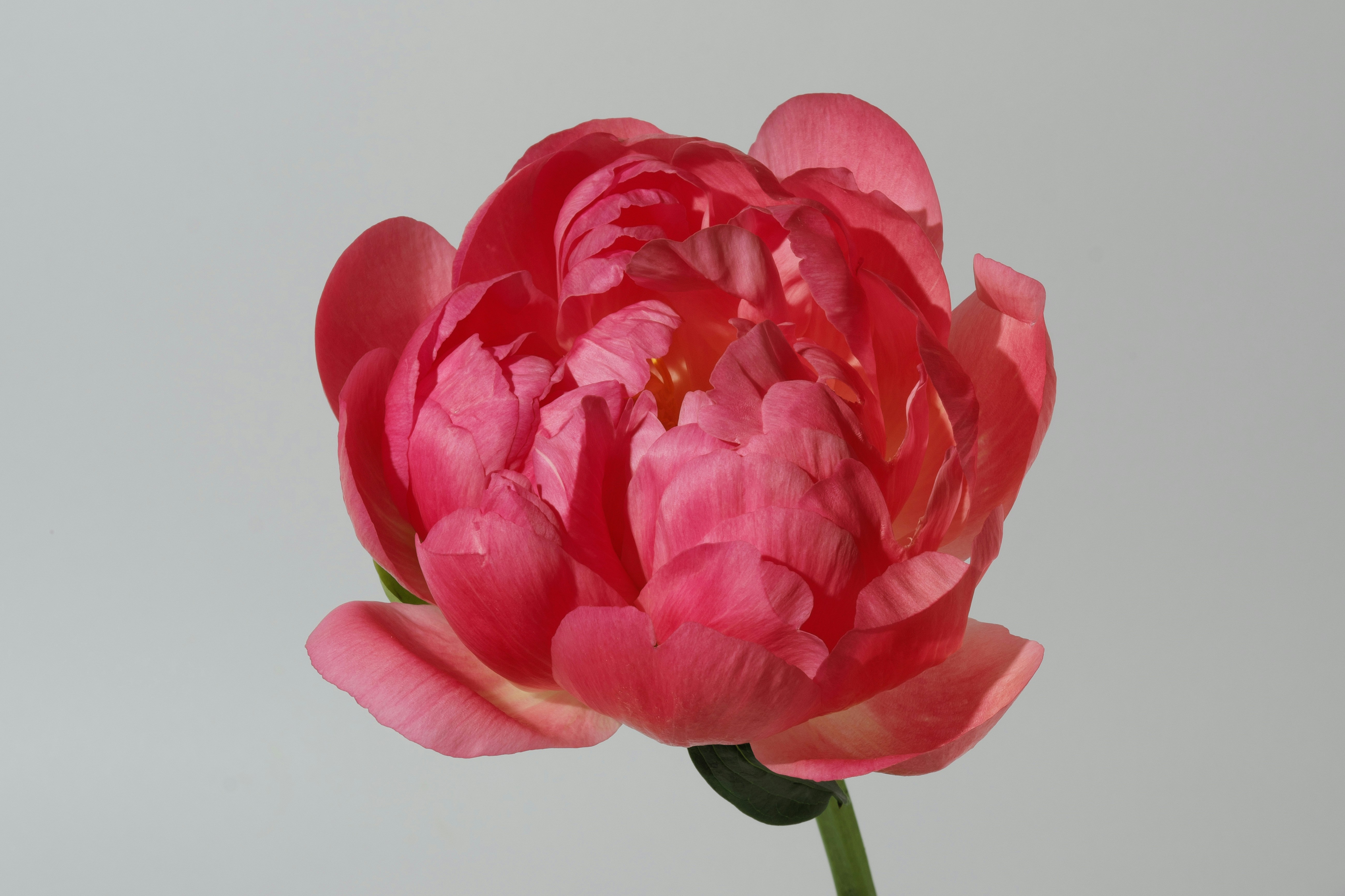 A single pink peony flower against a light background