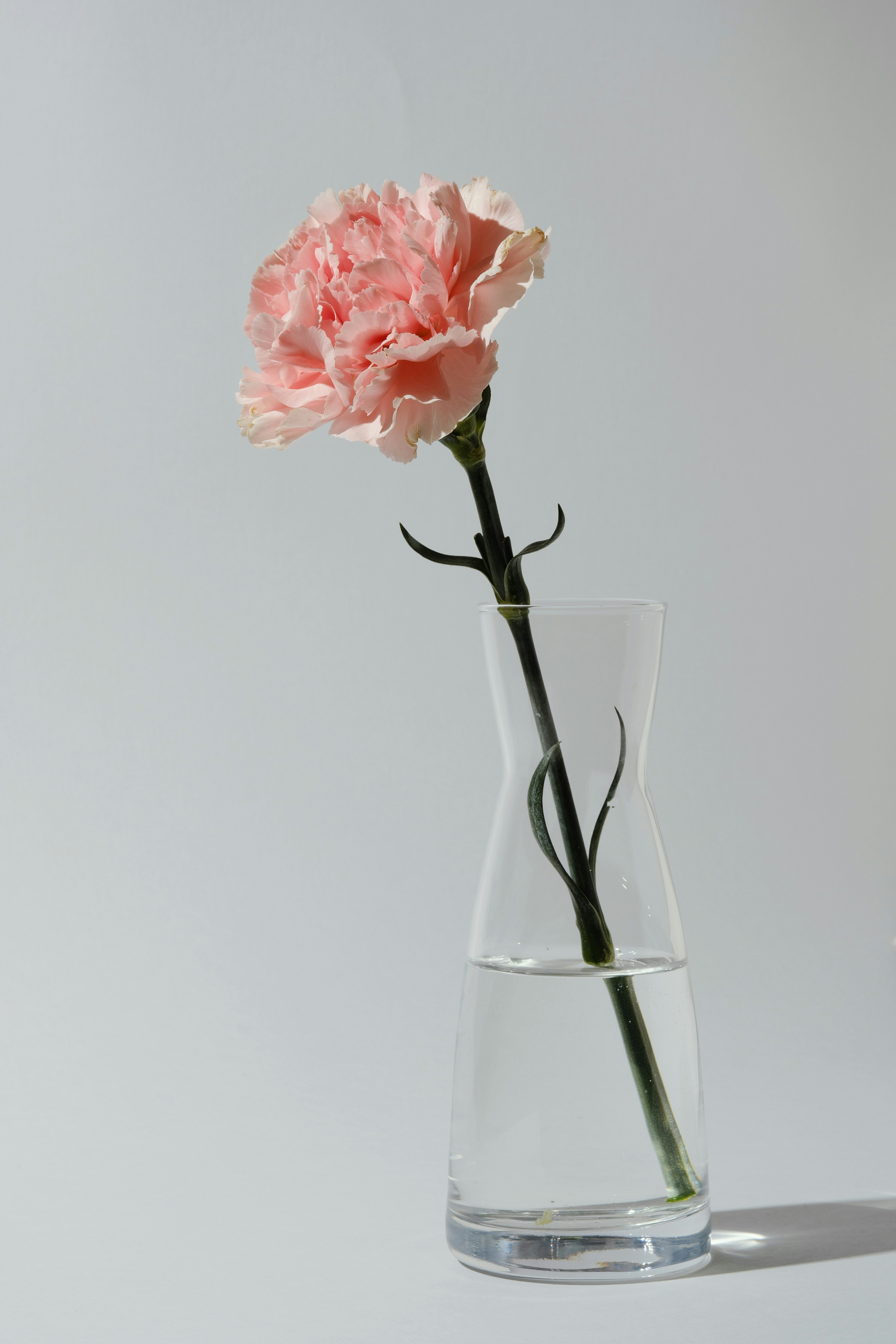 A single pink carnation in a clear vase.