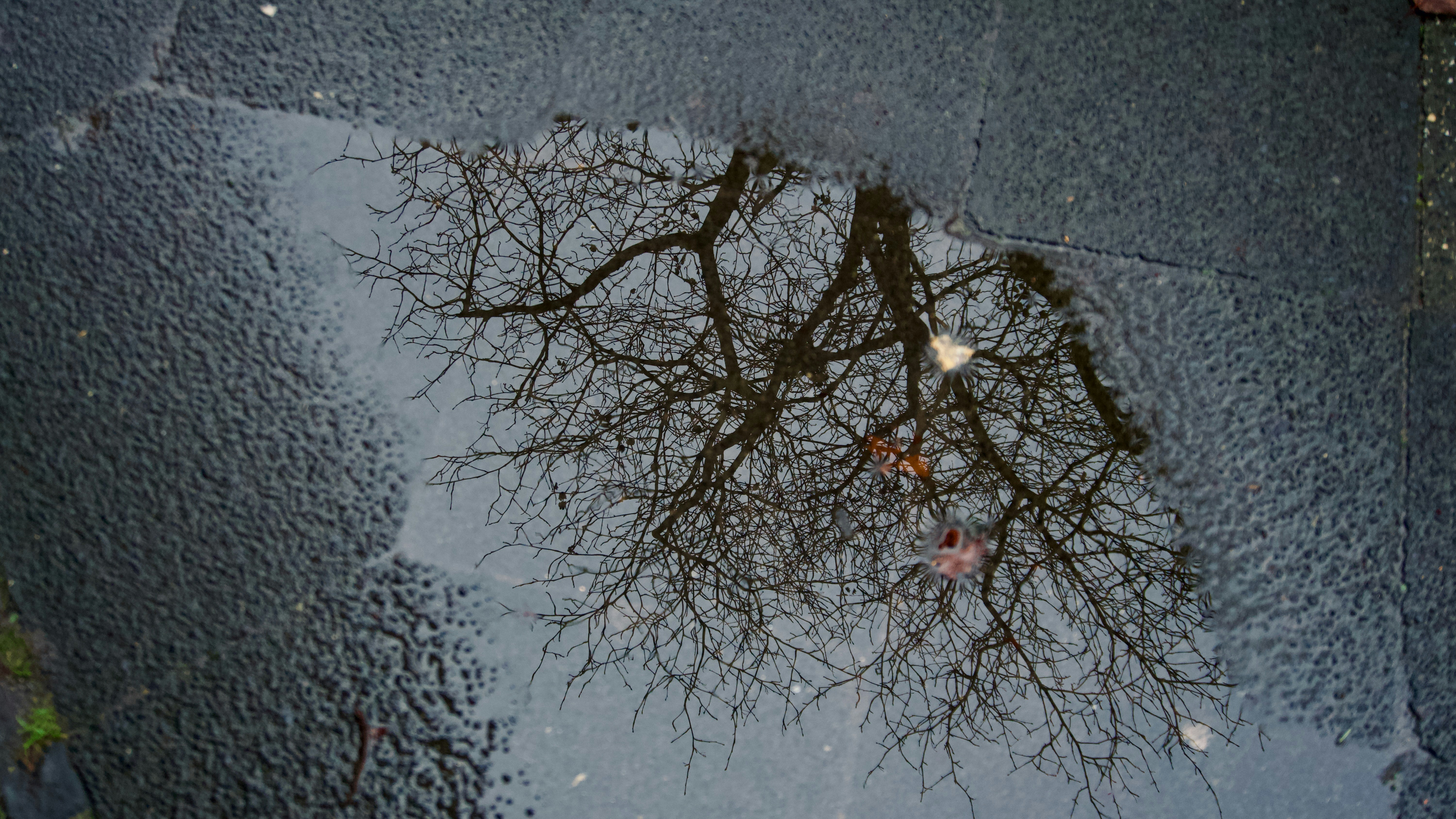 Tree branches reflected in a puddle on pavement