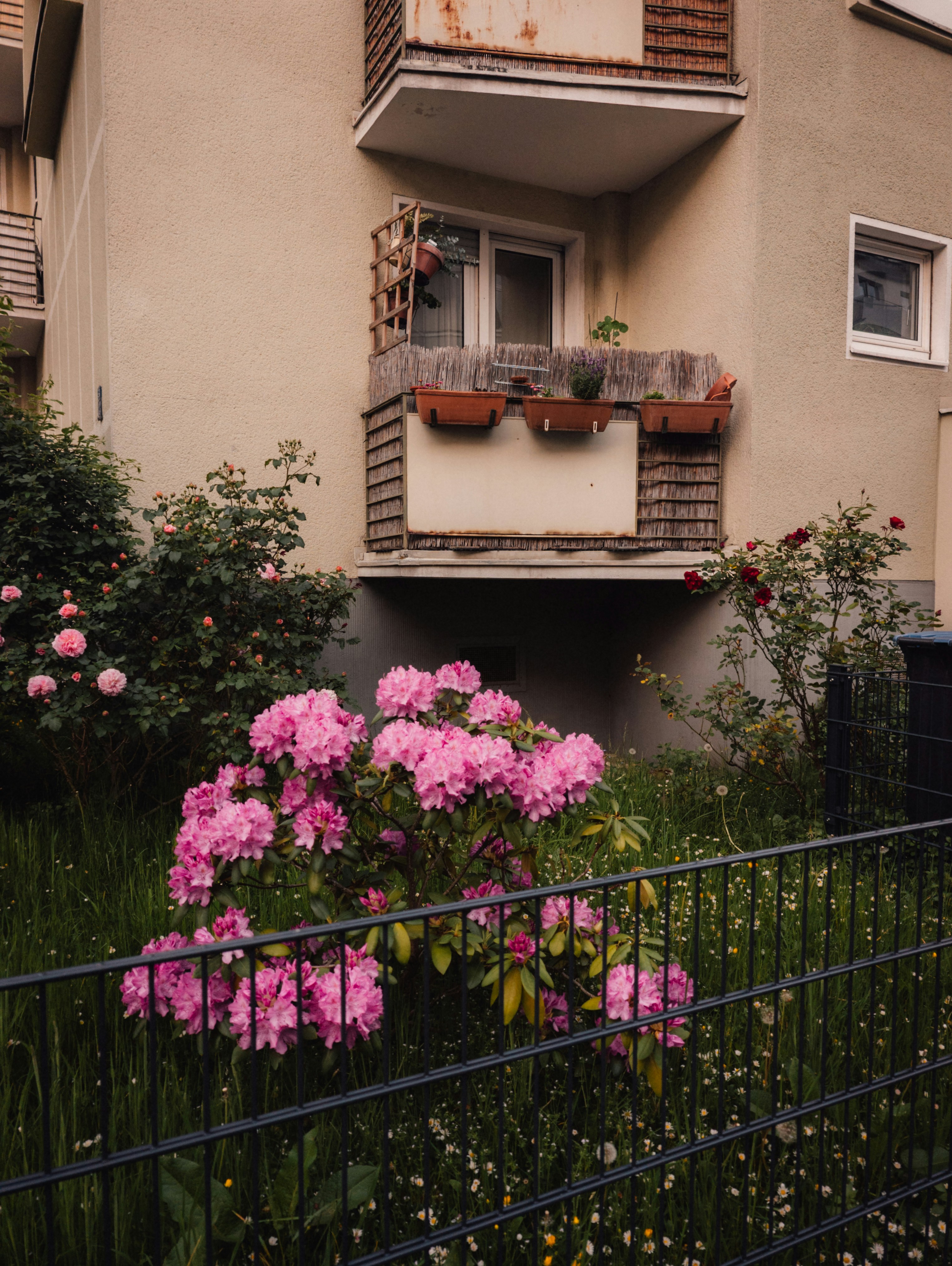 Pink flowers bloom in front of an apartment building.