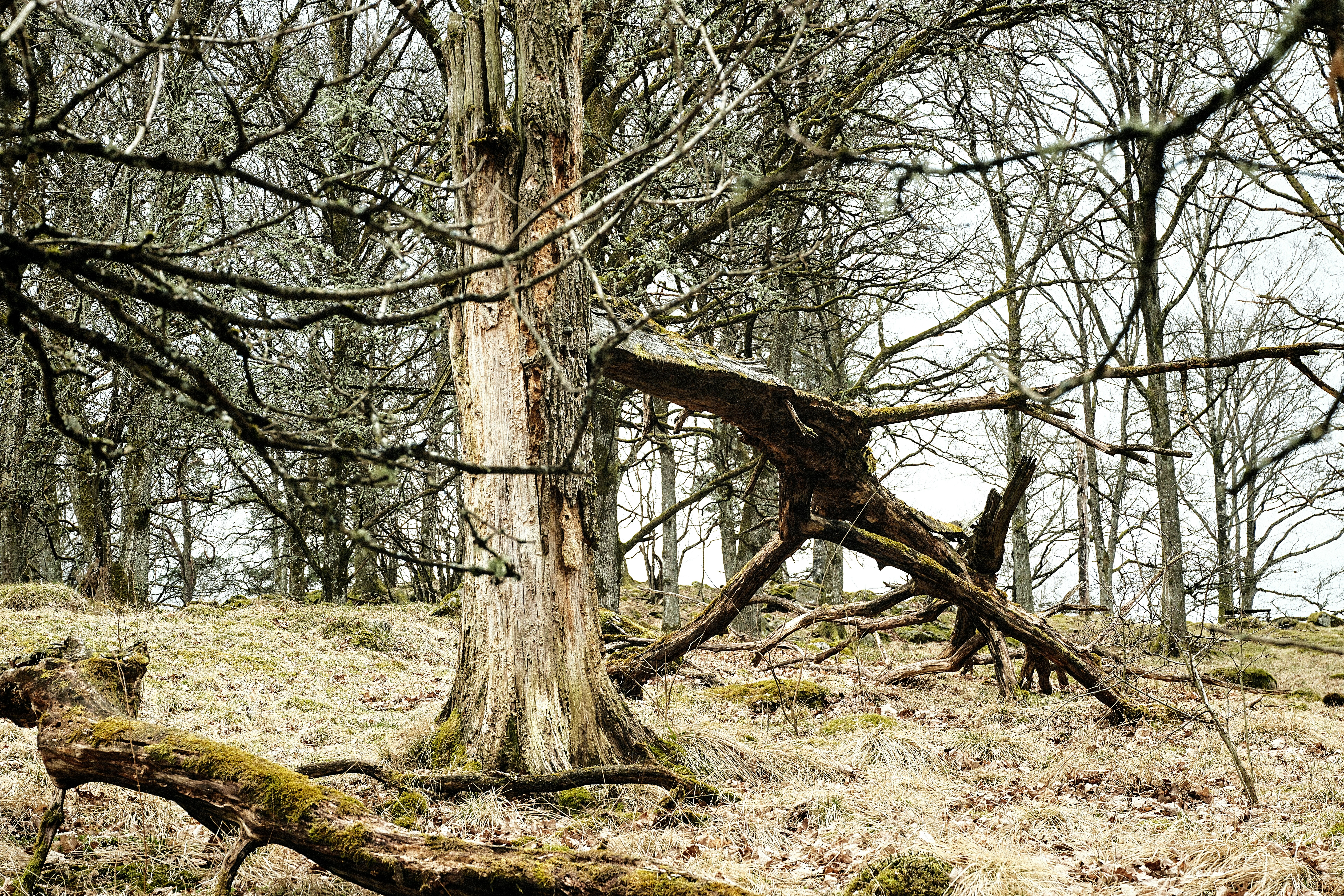 Photo by magnusjonasson