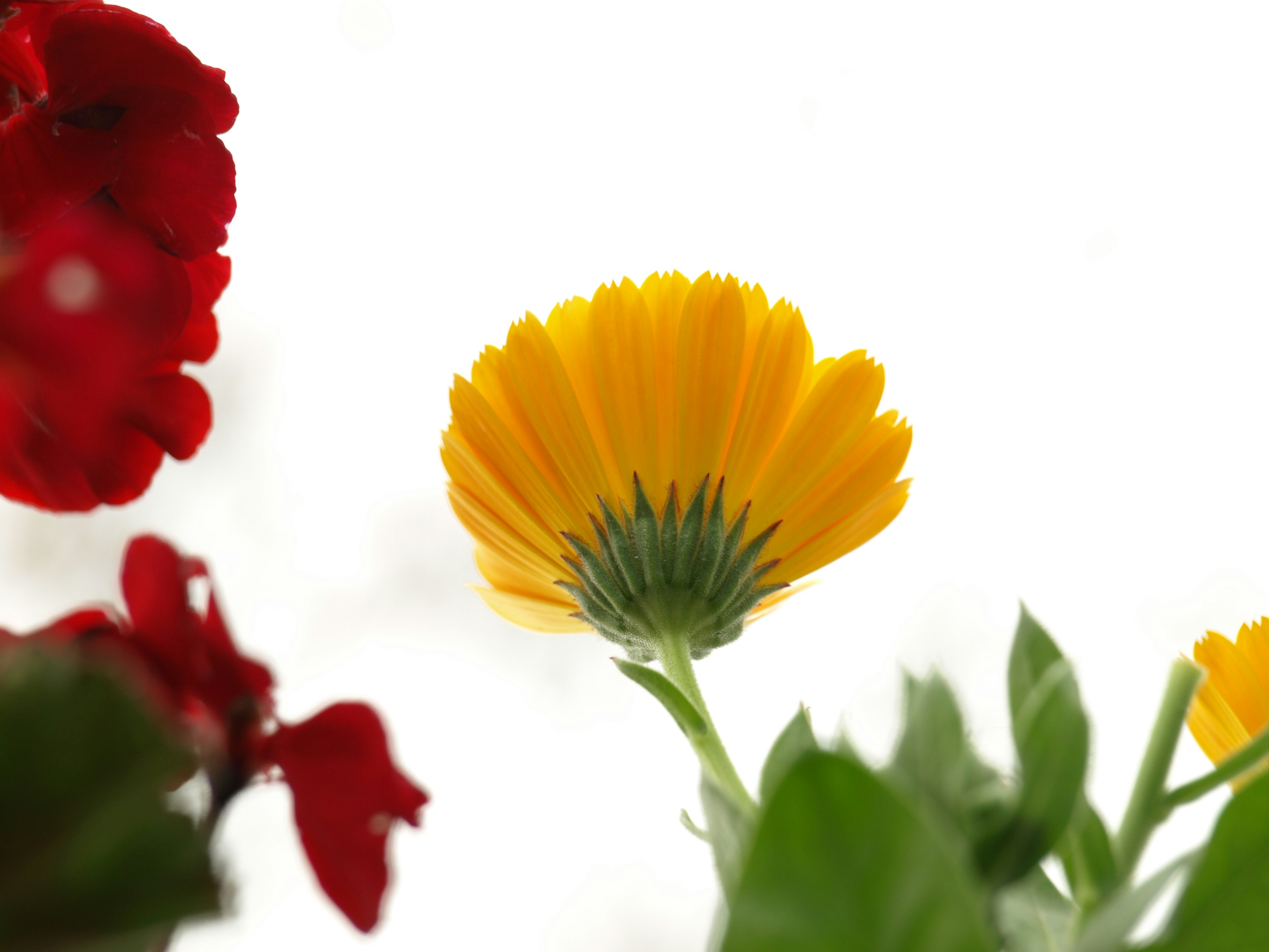 Close de uma flor amarela com flores vermelhas