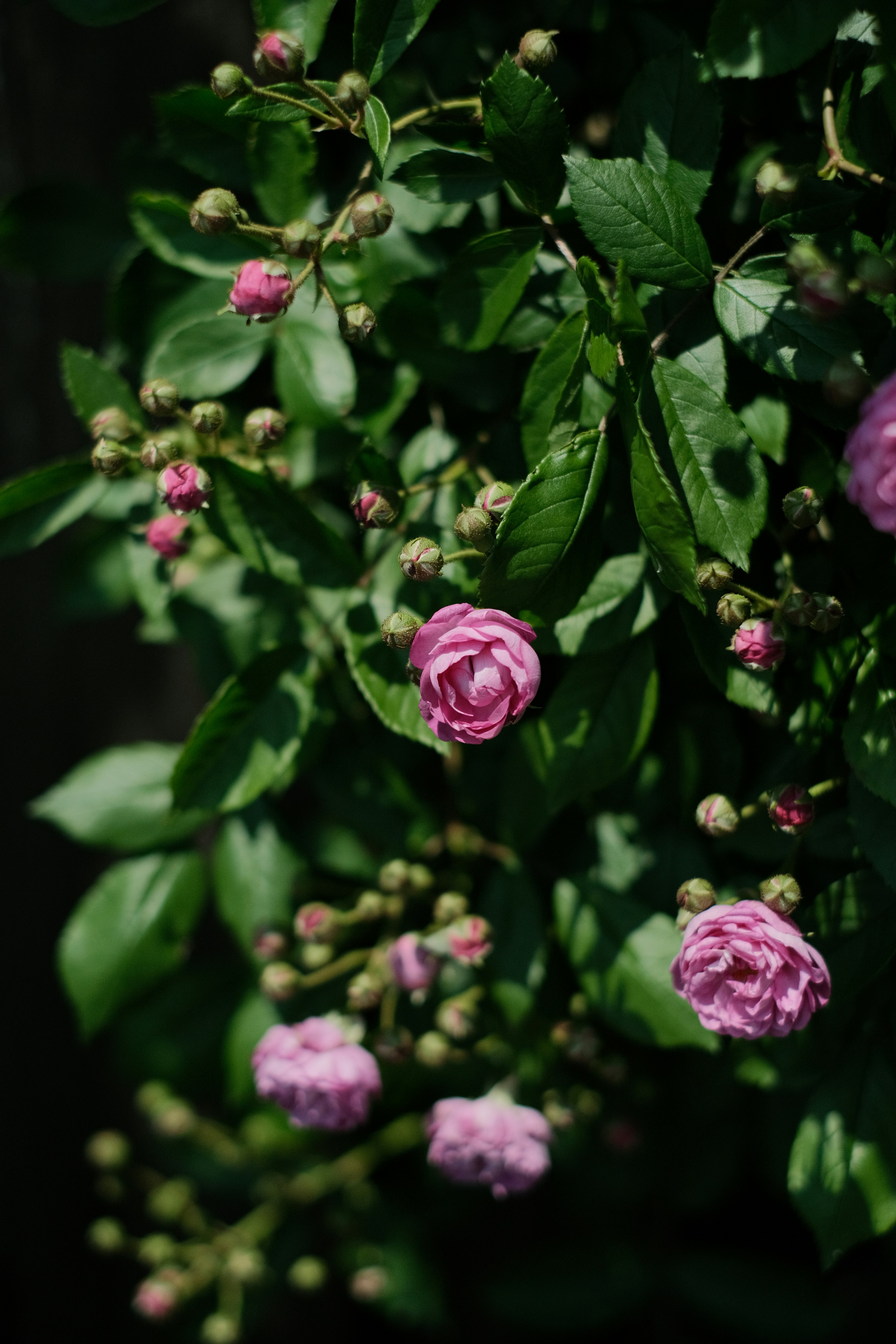 Pink roses and buds on a leafy branch.