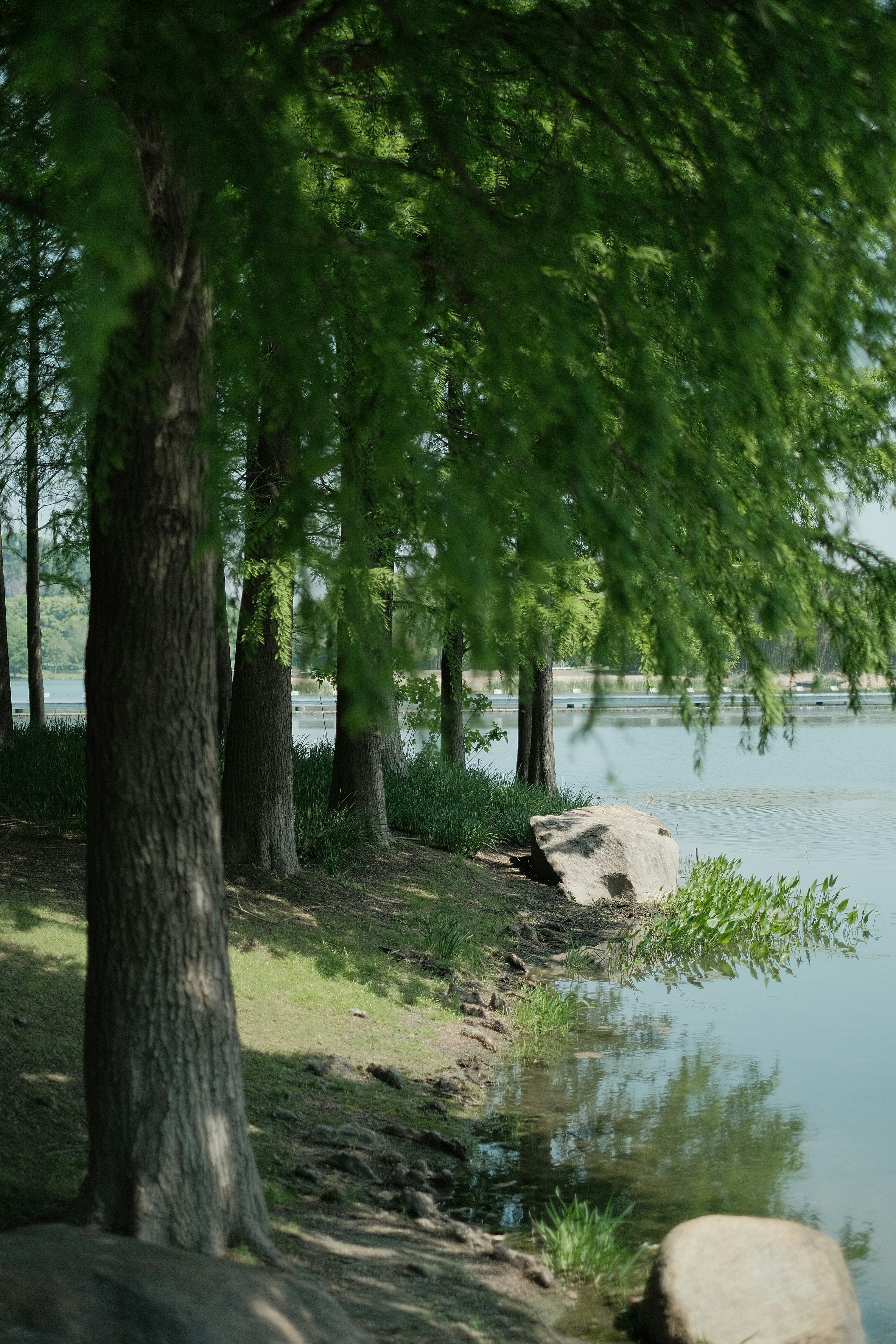 Pepohonan berjejer di tepi danau yang tenang.