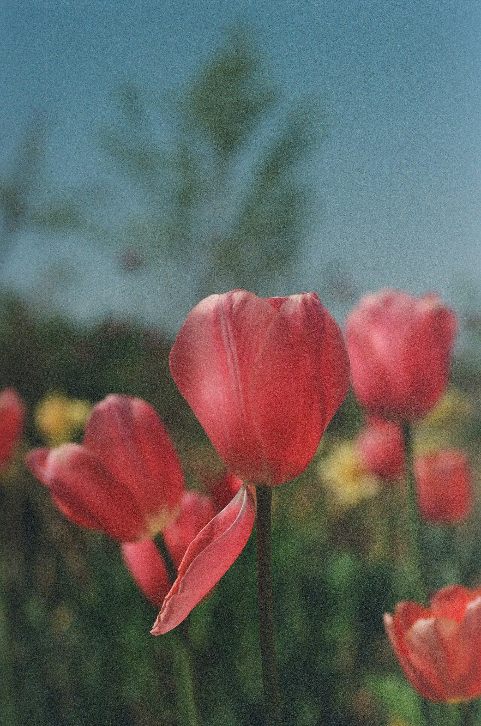 Pink tulips bloom in a garden under a blue sky.