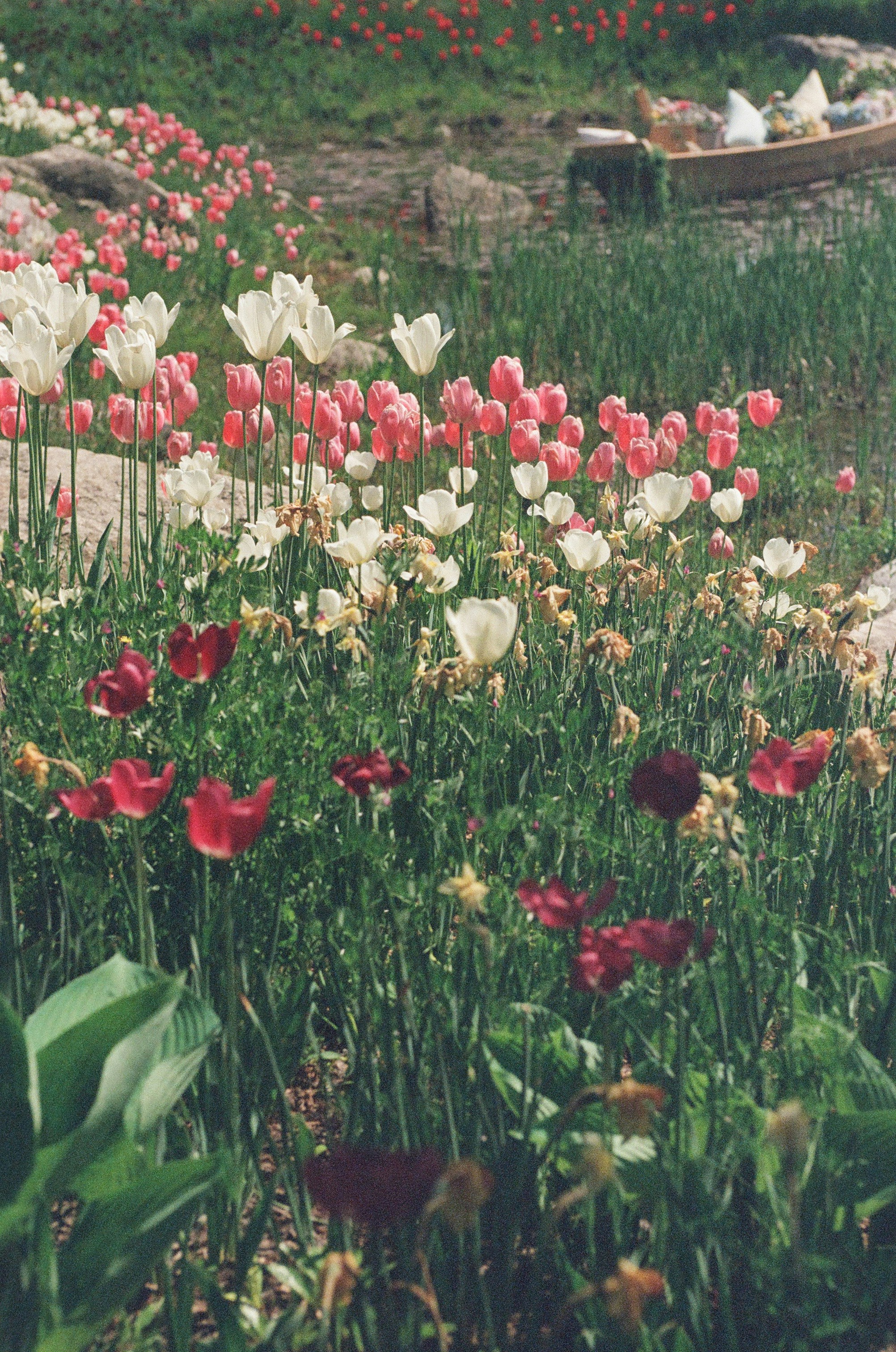 A field of red, white, and pink tulips blooming.