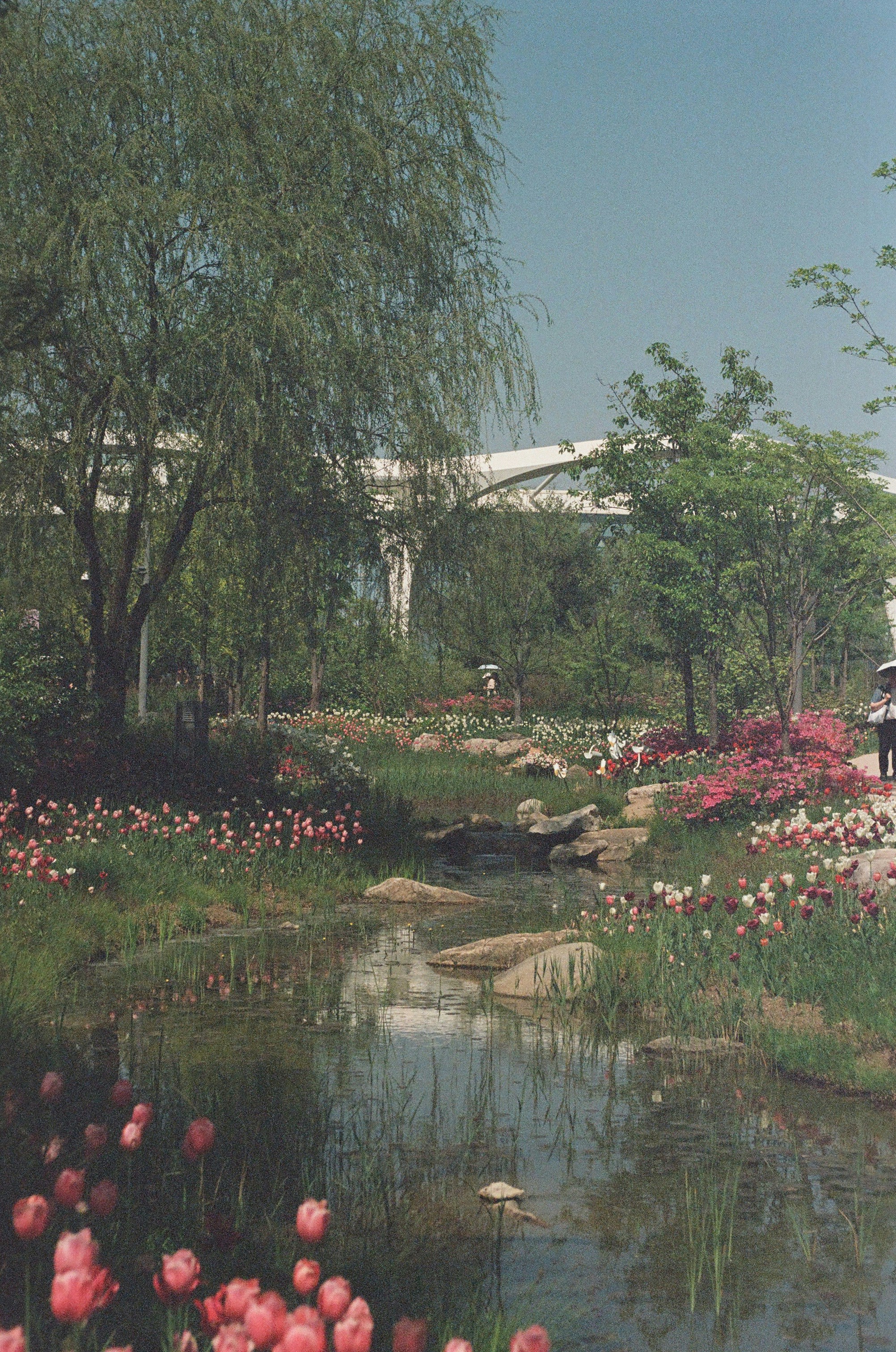 A tranquil garden with a stream and blooming tulips.