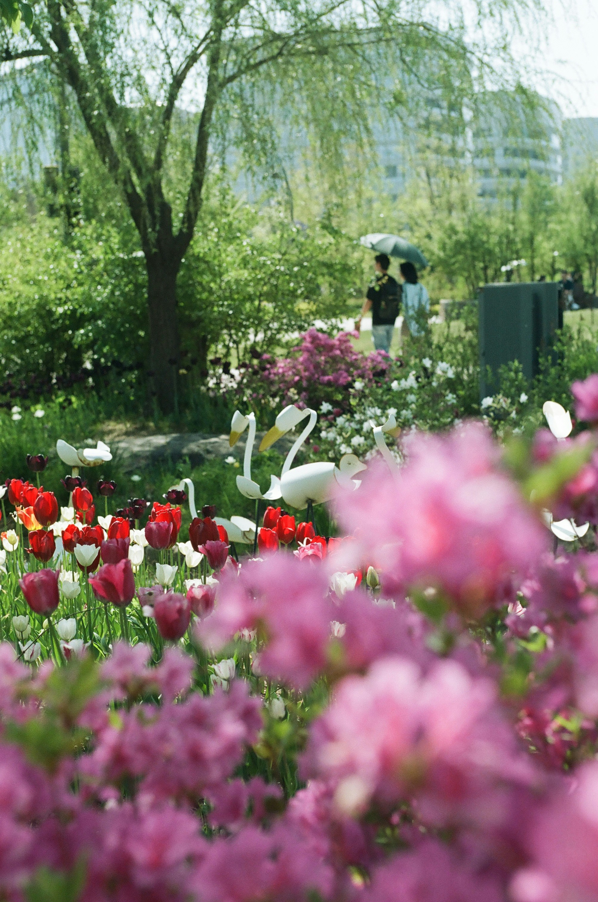 Spring garden with tulips, azaleas, and swan decorations.