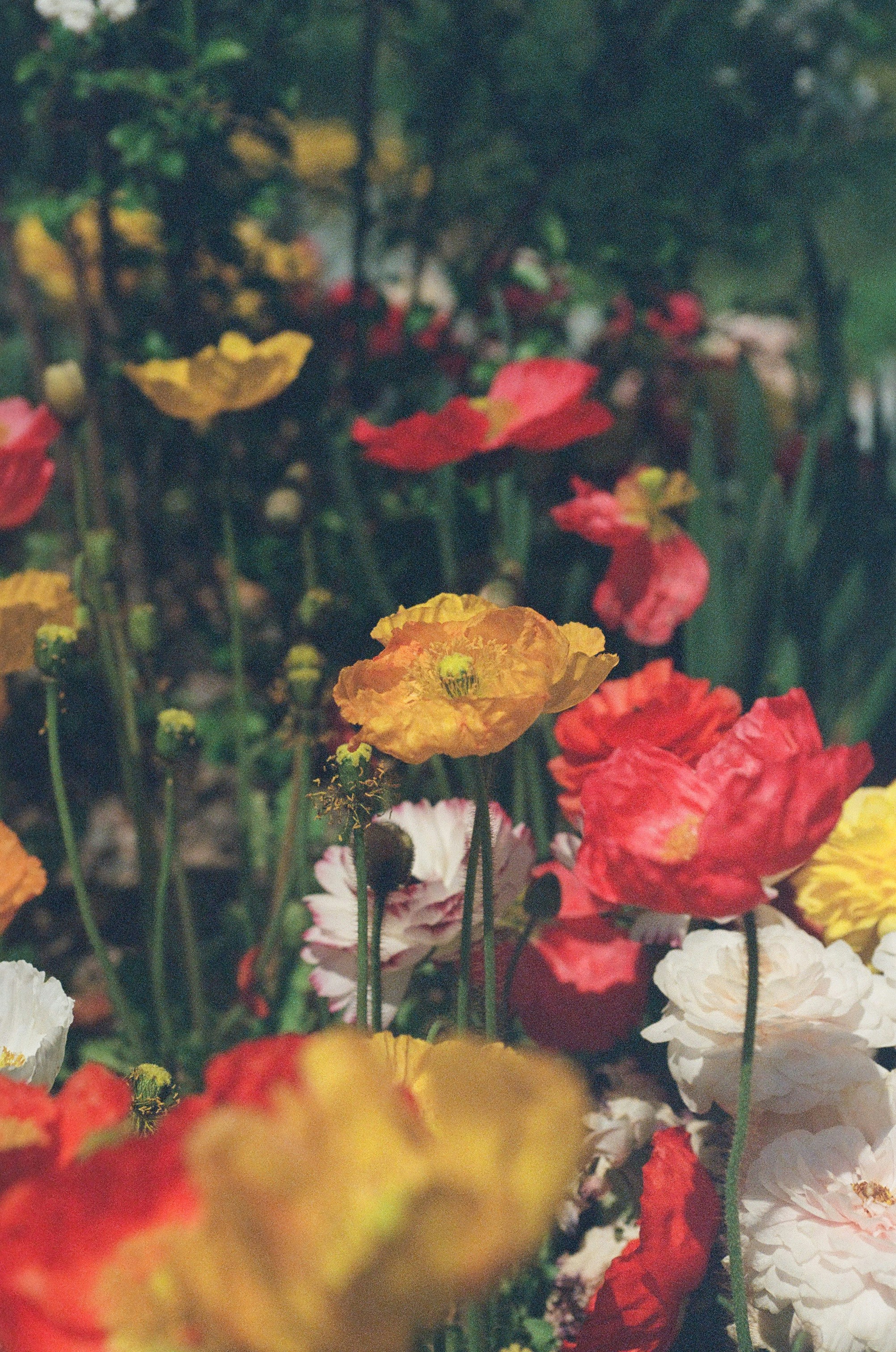 Colorful poppies bloom in a garden setting.