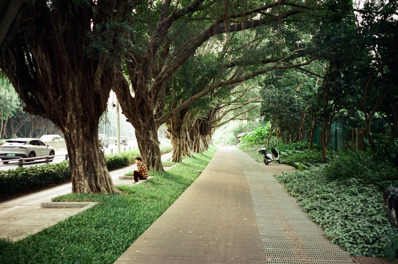Avenida urbana tropical con árboles y jardines que dan sombra a la acera