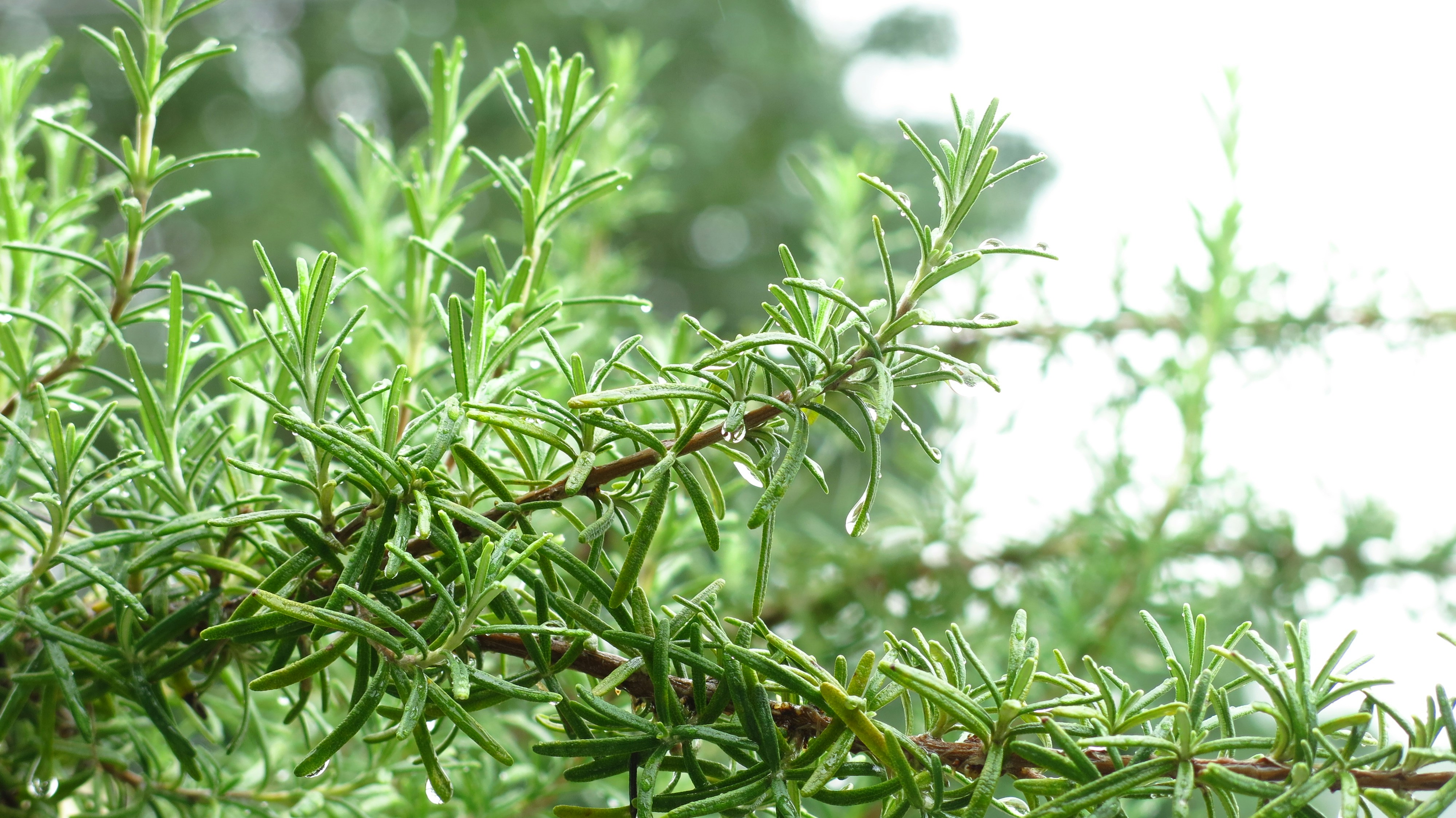 Close-up tangkai rosemary hijau segar dengan tetesan air.